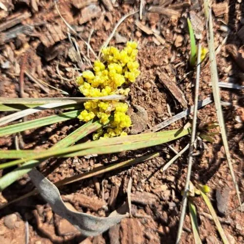 Lomandra (Lomandra Longifolia) — yellow flowers in the garden