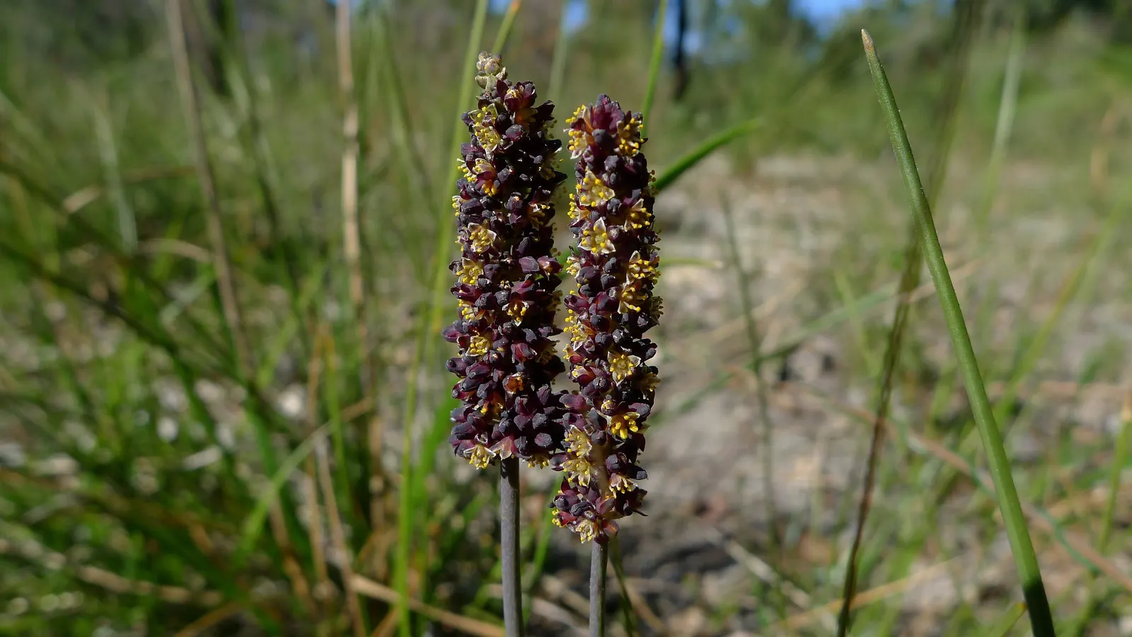 Lomandra (Lomandra Longifolia) — commonly referred to as spiny-head mat-rush or basket grass; this hardy plant is drought-tolerant, thrives in full, image 50