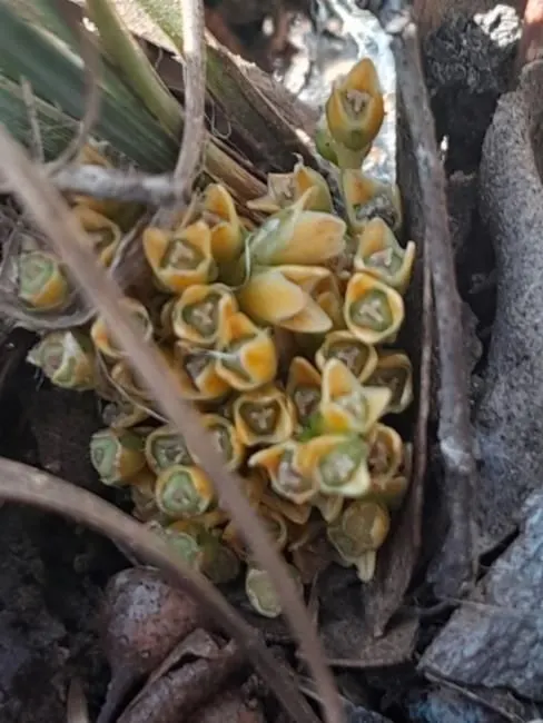 Lomandra (Lomandra Longifolia) — grass / perennial with yellow blooms