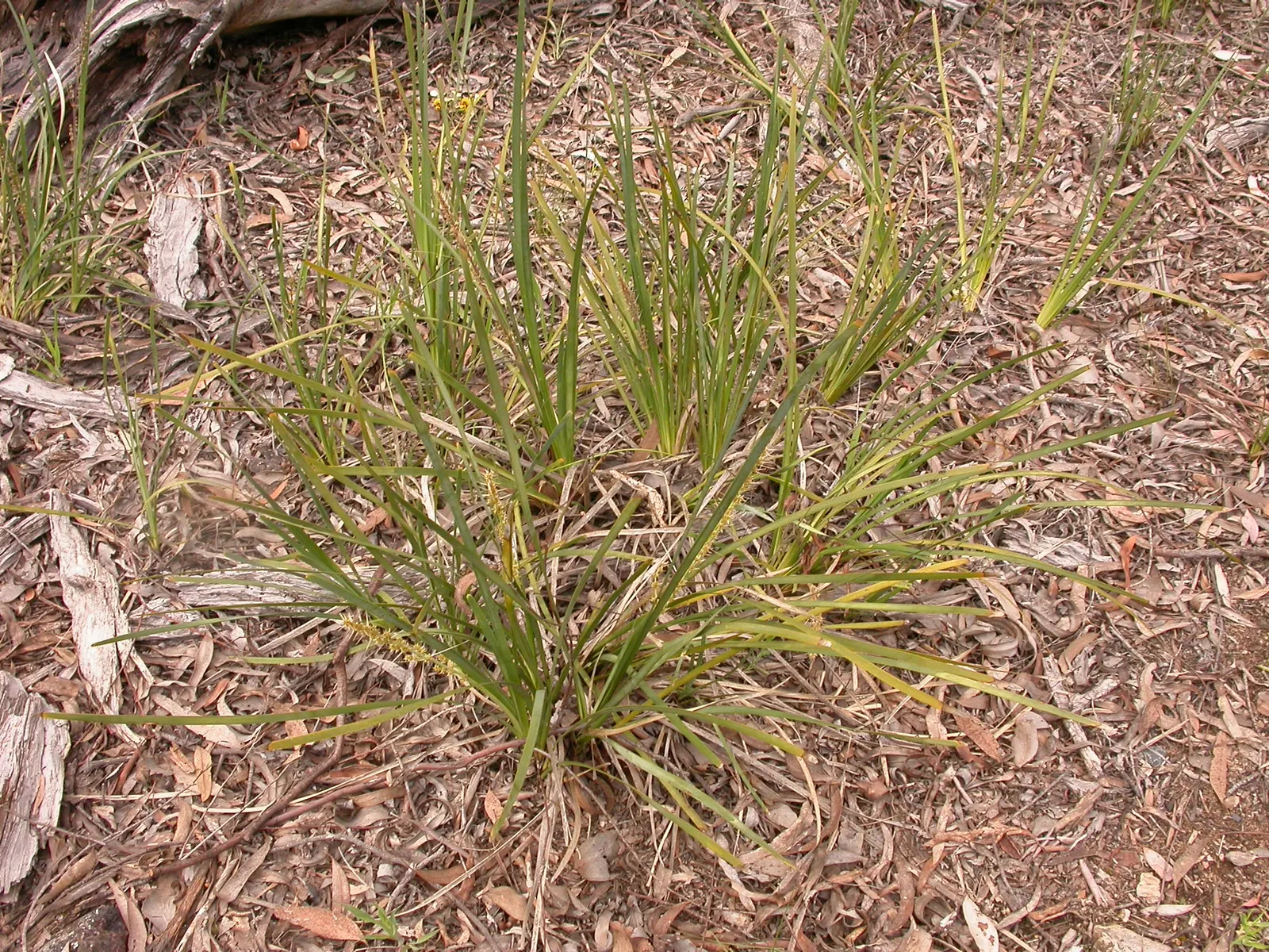 Lomandra (Lomandra Longifolia) — Though these inflorescences are not the main attraction