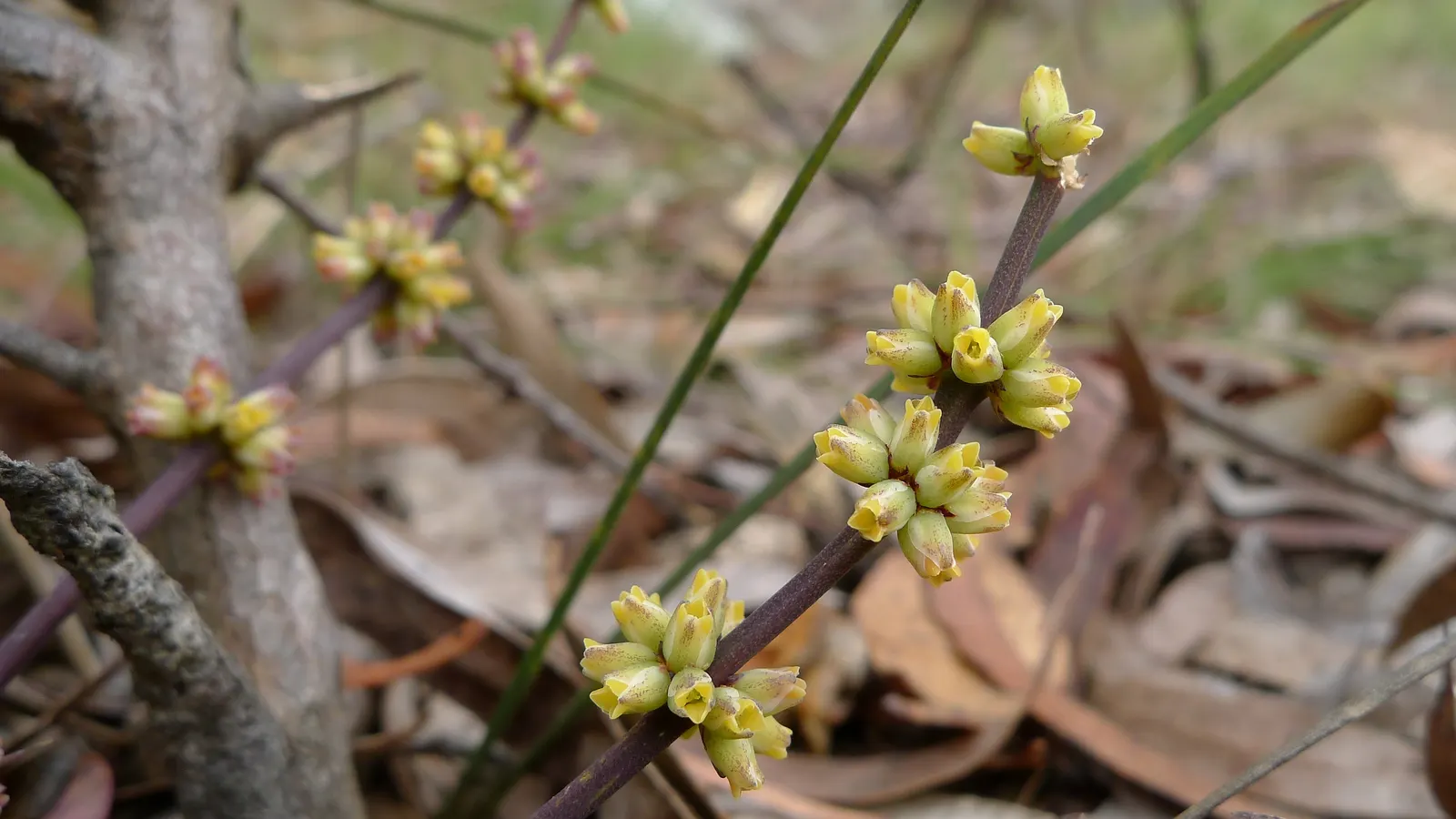 Lomandra (Lomandra Longifolia) — Lomandras are remarkably drought resistant once established and can handle occasional wet soils; its clumping form, reaching
