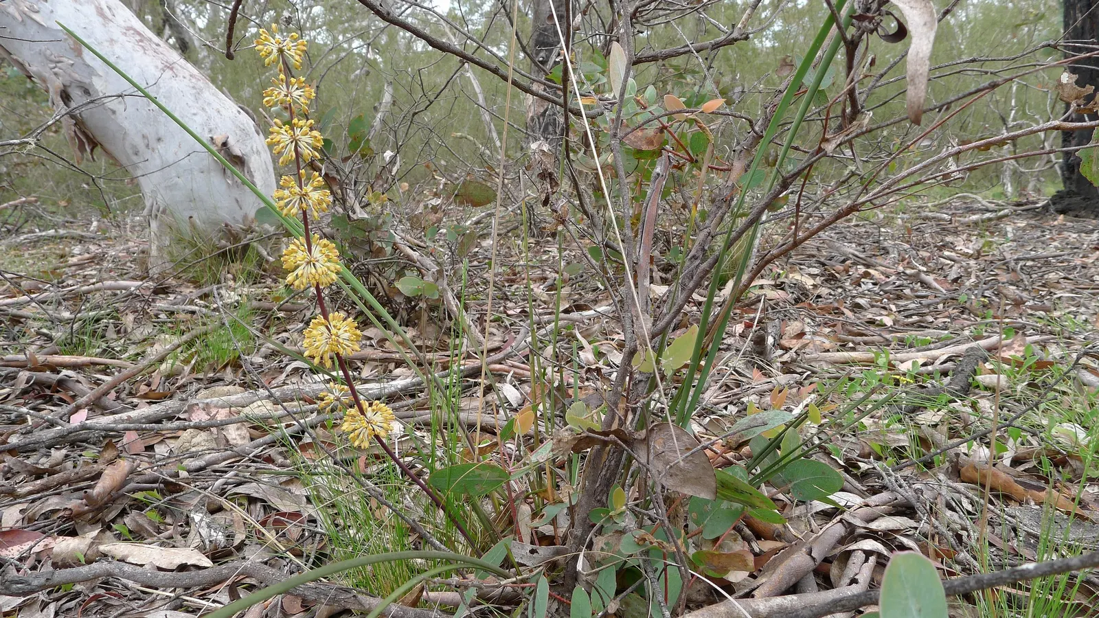 Lomandra (Lomandra Longifolia) — these plants are known for their low maintenance requirements