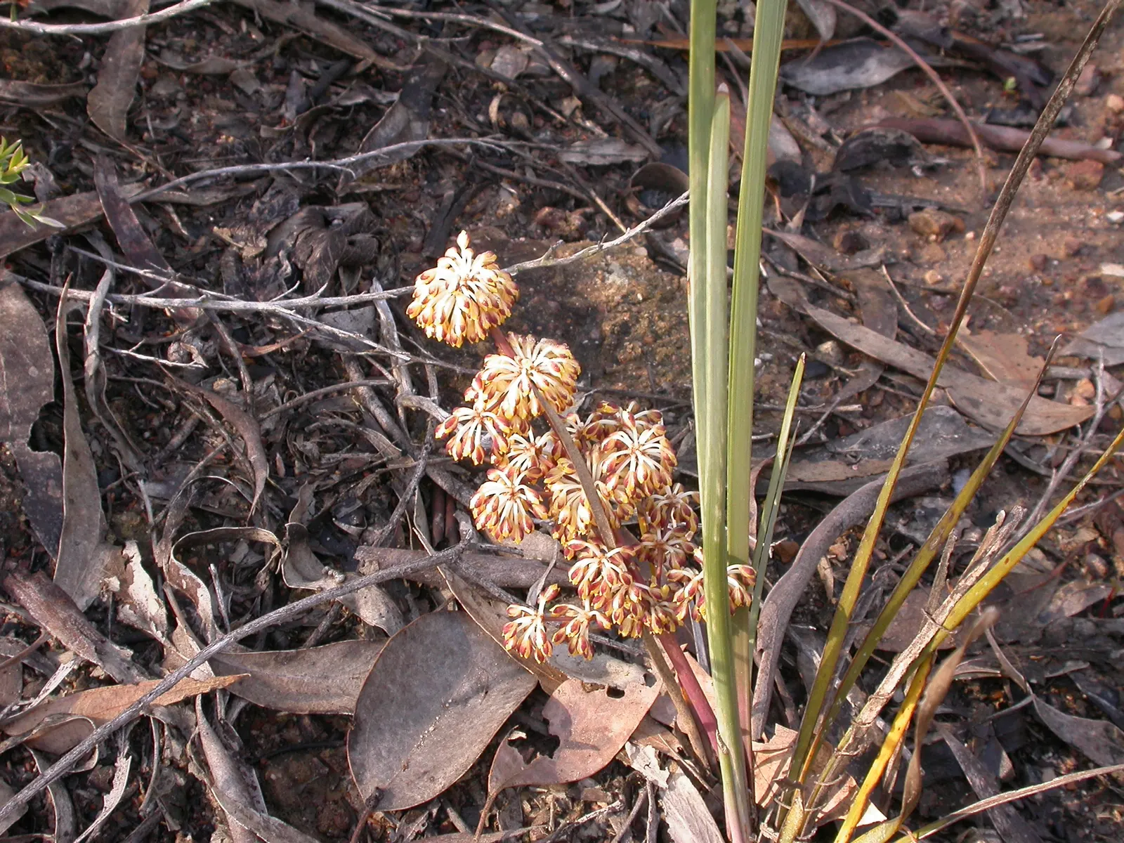 Lomandra (Lomandra Longifolia) — Lomandra longifolia, commonly called Spiny-head Mat-rush, is an evergreen perennial native to Australia