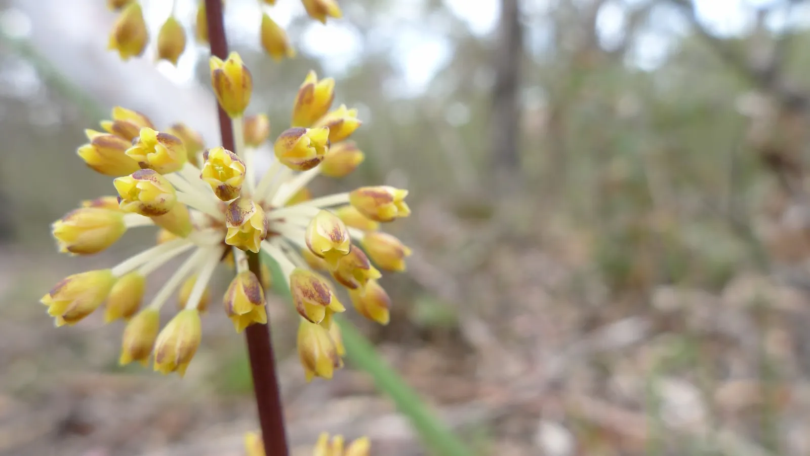 Lomandra (Lomandra Longifolia) — are dark green with a slightly bluish tinge and often have finely toothed margins; yellow flowers in the garden
