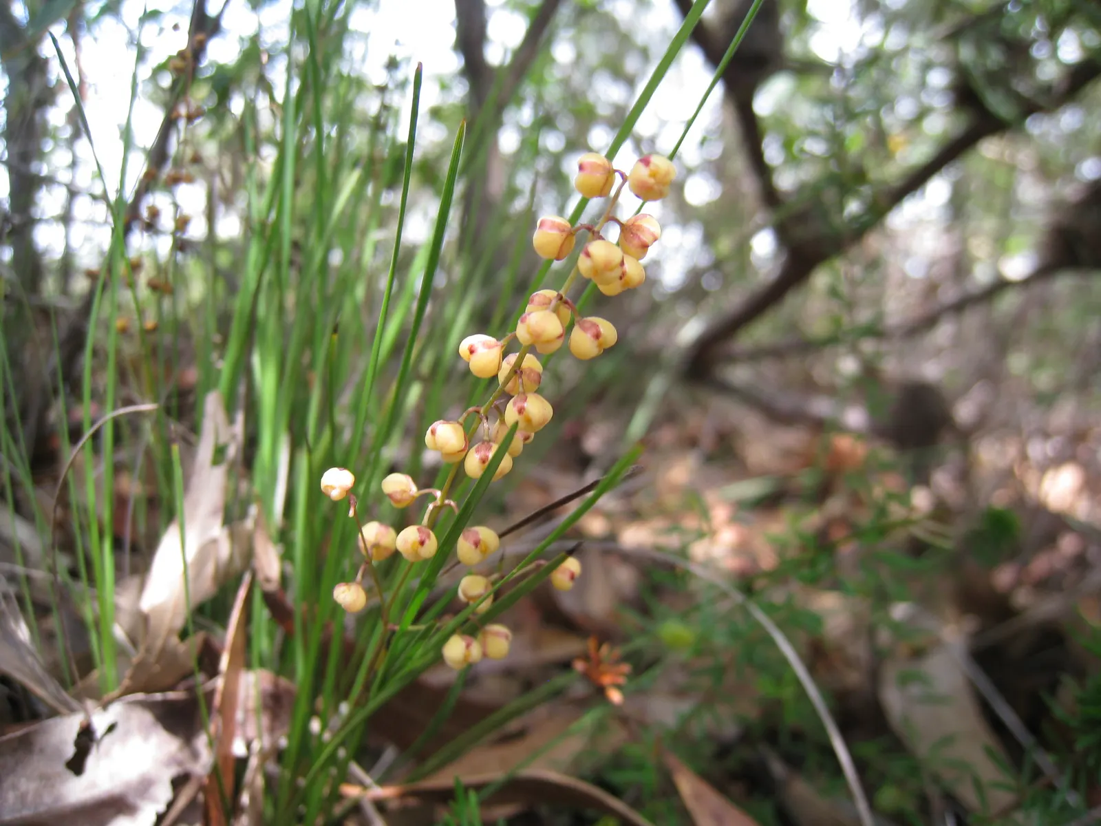 Lomandra (Lomandra Longifolia) — Lomandra typically achieves a height and spread of around 3 feet; grass / perennial for full or half, image 53