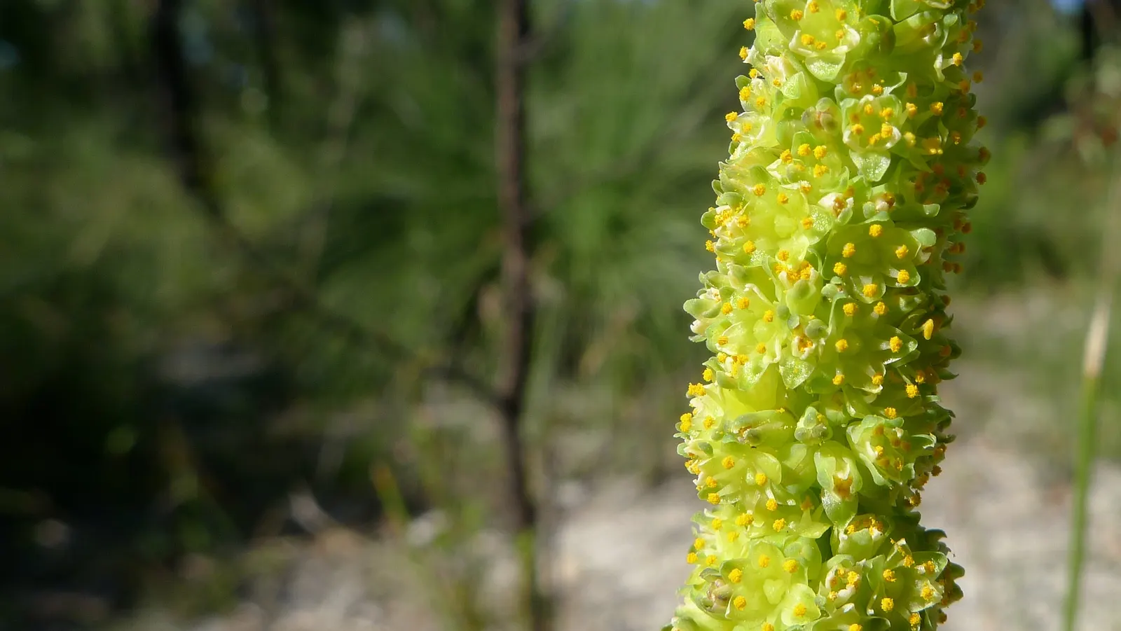 Lomandra (Lomandra Longifolia) — grass / perennial for full or half; green foundation that endures year-round