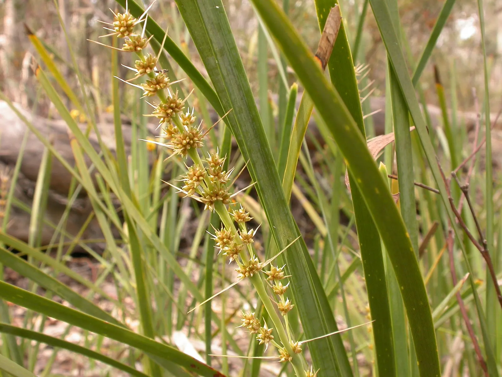 Lomandra (Lomandra Longifolia) — Lomandras are remarkably drought resistant once established and can handle occasional wet soils