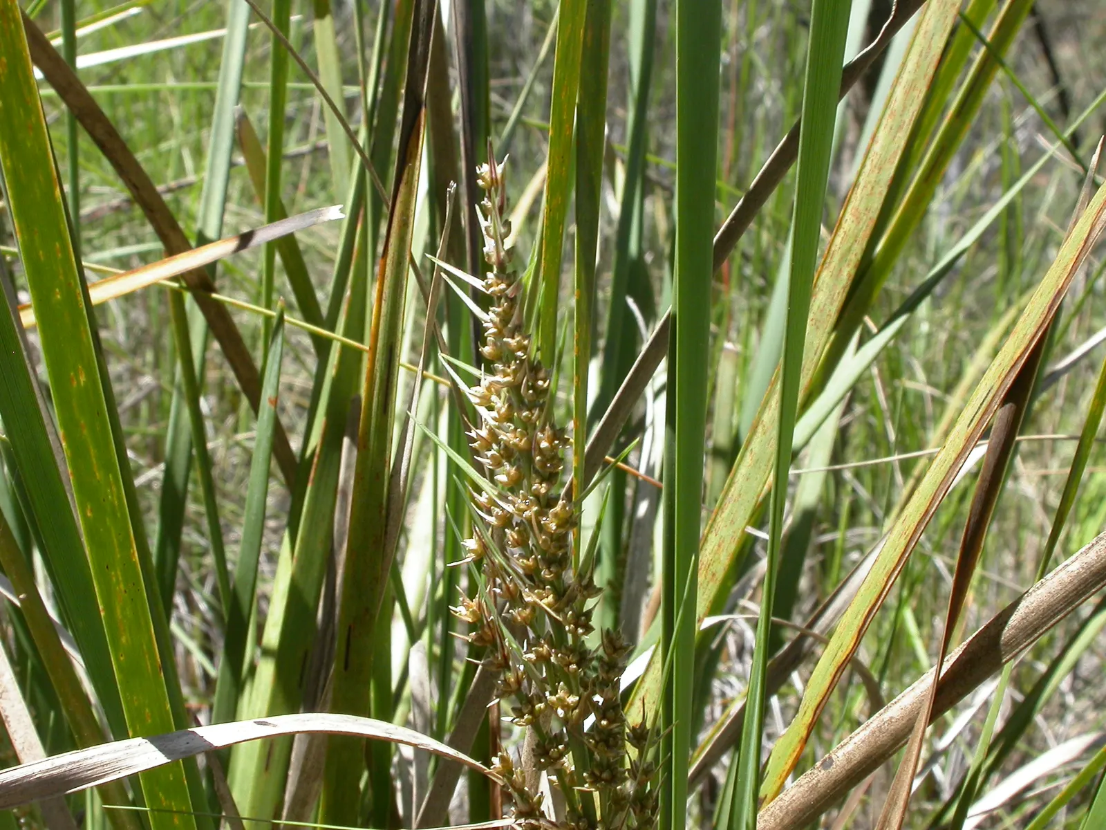 Lomandra (Lomandra Longifolia) — adding to its ornamental value