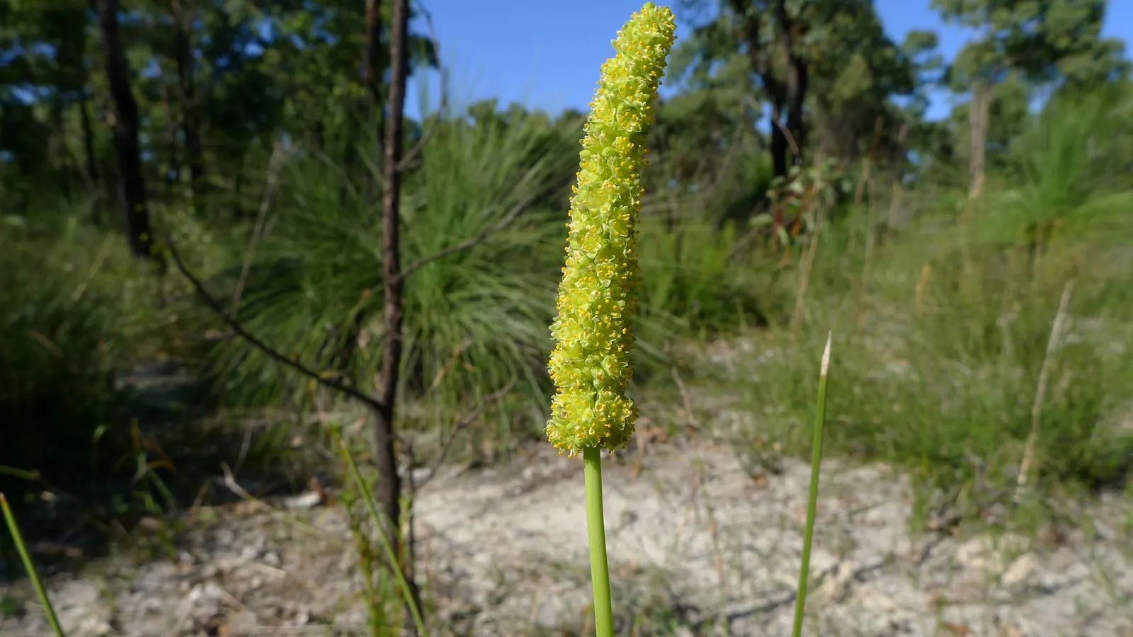Lomandra (Lomandra Longifolia) — Its durability also makes it suitable for high-traffic areas; making them an ideal selection for challenging sites