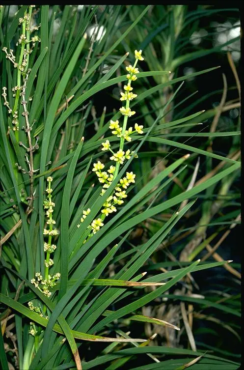 Lomandra (Lomandra Longifolia) — strap-like leaves of Lomandra longifolia