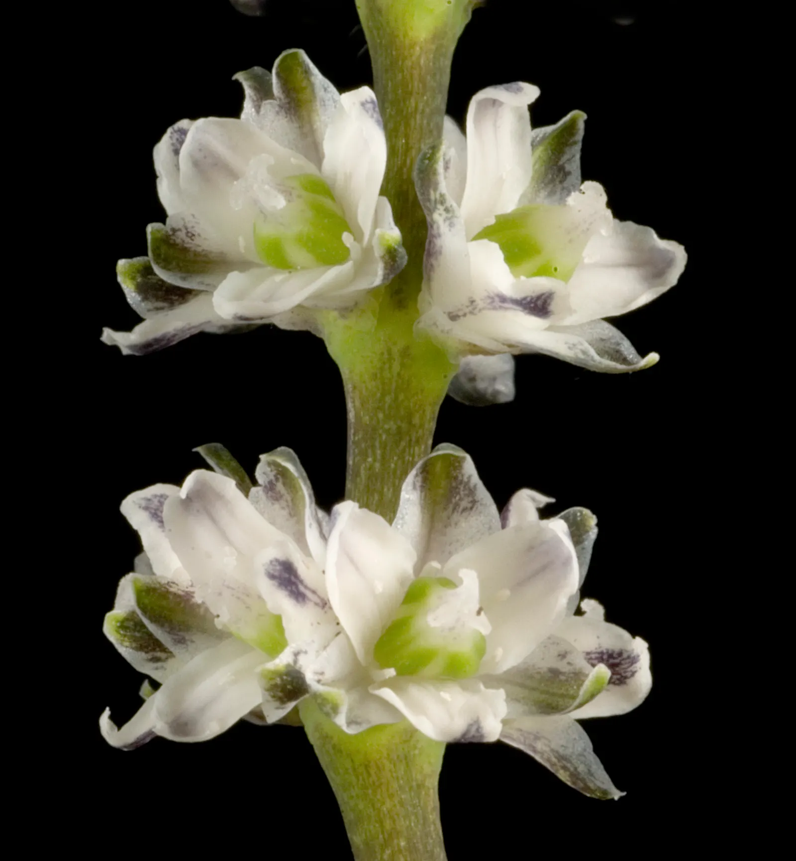 Lomandra (Lomandra Longifolia) — Lomandra typically achieves a height and spread of around 3 feet