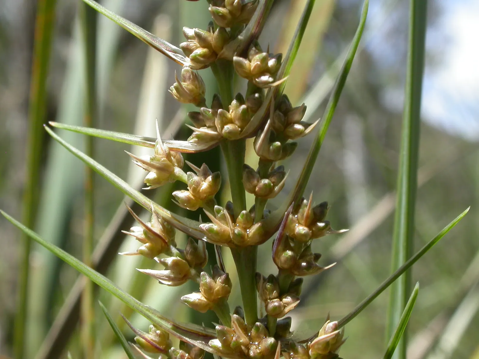 Lomandra (Lomandra Longifolia) — Spring brings forth small, yellow, and cream flower spikes that are subtly fragrant