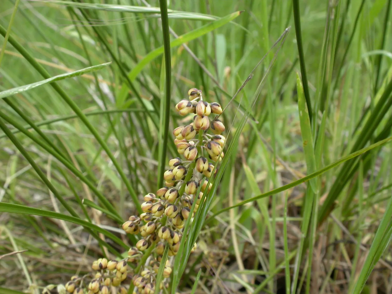 Lomandra (Lomandra Longifolia) — Its clumping form, reaching 2-3 feet in height and width, adds texture and resilience to a landscape design