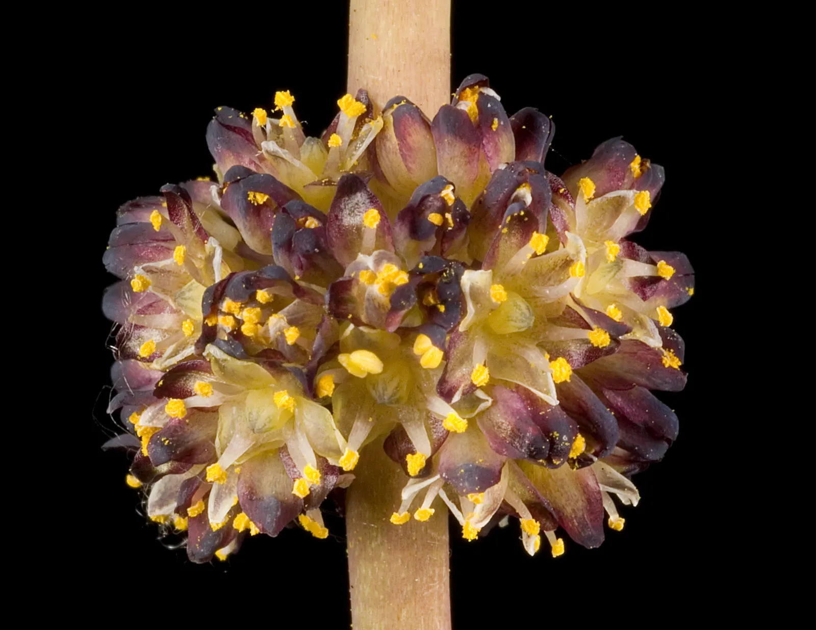 Lomandra (Lomandra Longifolia) — and is an excellent choice for erosion control on slopes; strap-like leaves of Lomandra longifolia