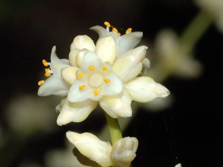 Lomandra (Lomandra Longifolia) — green foundation that endures year-round