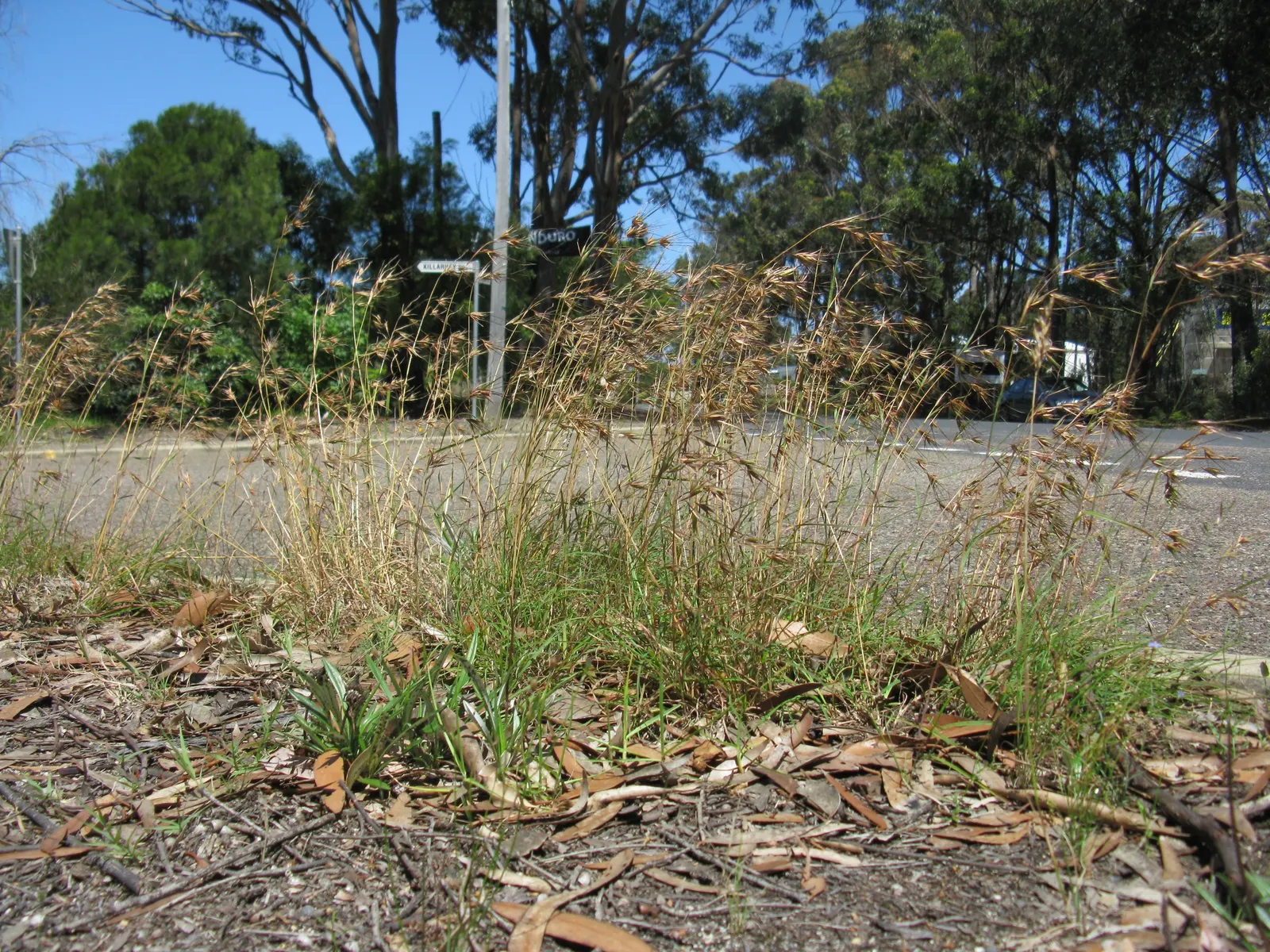 Lomandra (Lomandra Longifolia) — grass / perennial with yellow blooms; though these inflorescences are not the main attraction, image 68