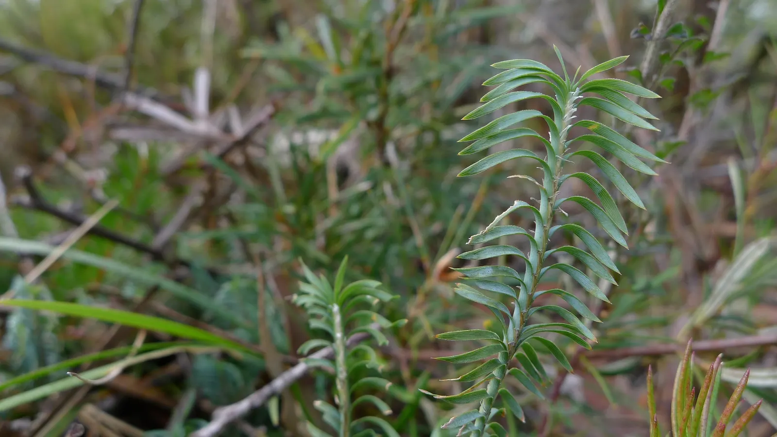 Lomandra (Lomandra Longifolia) — evergreen plant native to Australia