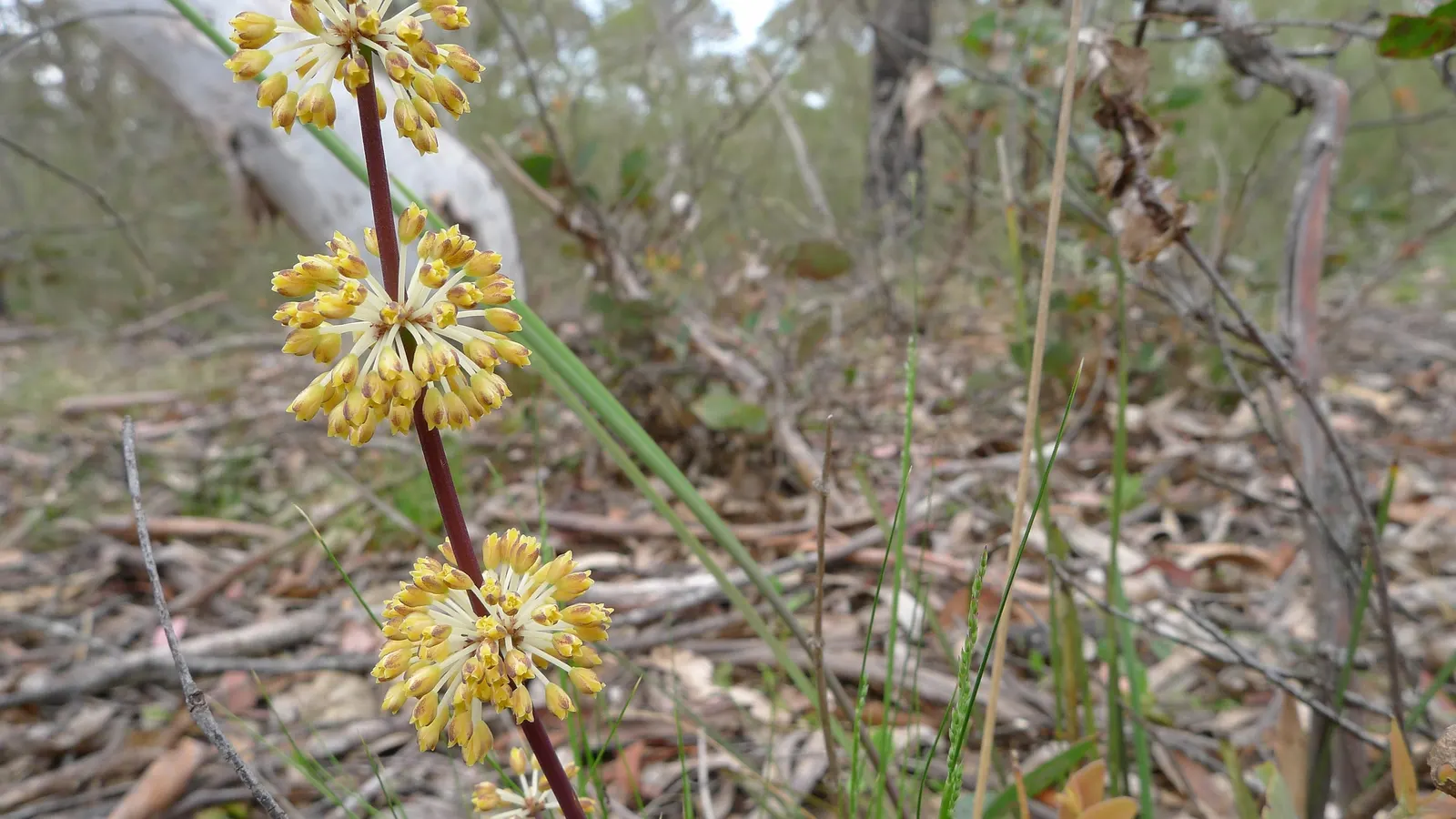 Lomandra (Lomandra Longifolia) — Lomandra longifolia stands up well to coastal conditions; lomandra longifolia, commonly called Spiny-head Mat-rush, is an