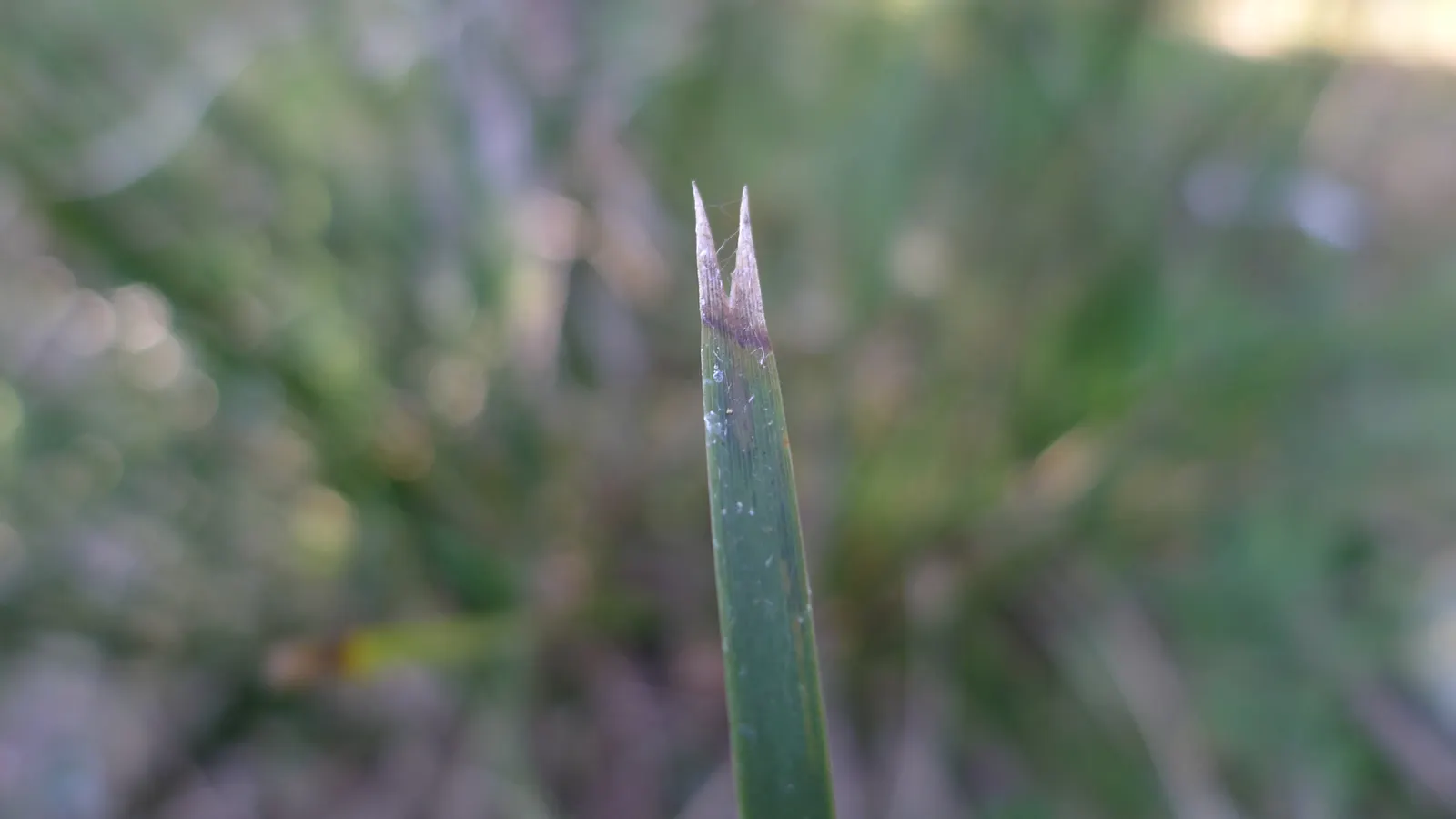 Lomandra (Lomandra Longifolia) — strap-like leaves of Lomandra longifolia; lomandra typically achieves a height and spread of around 3 feet, image 54