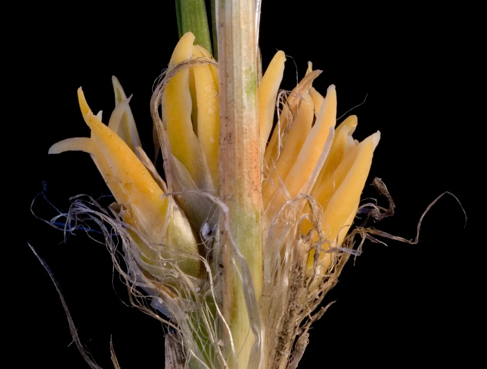 Lomandra (Lomandra Longifolia) — which can reach up to 39 inches in length