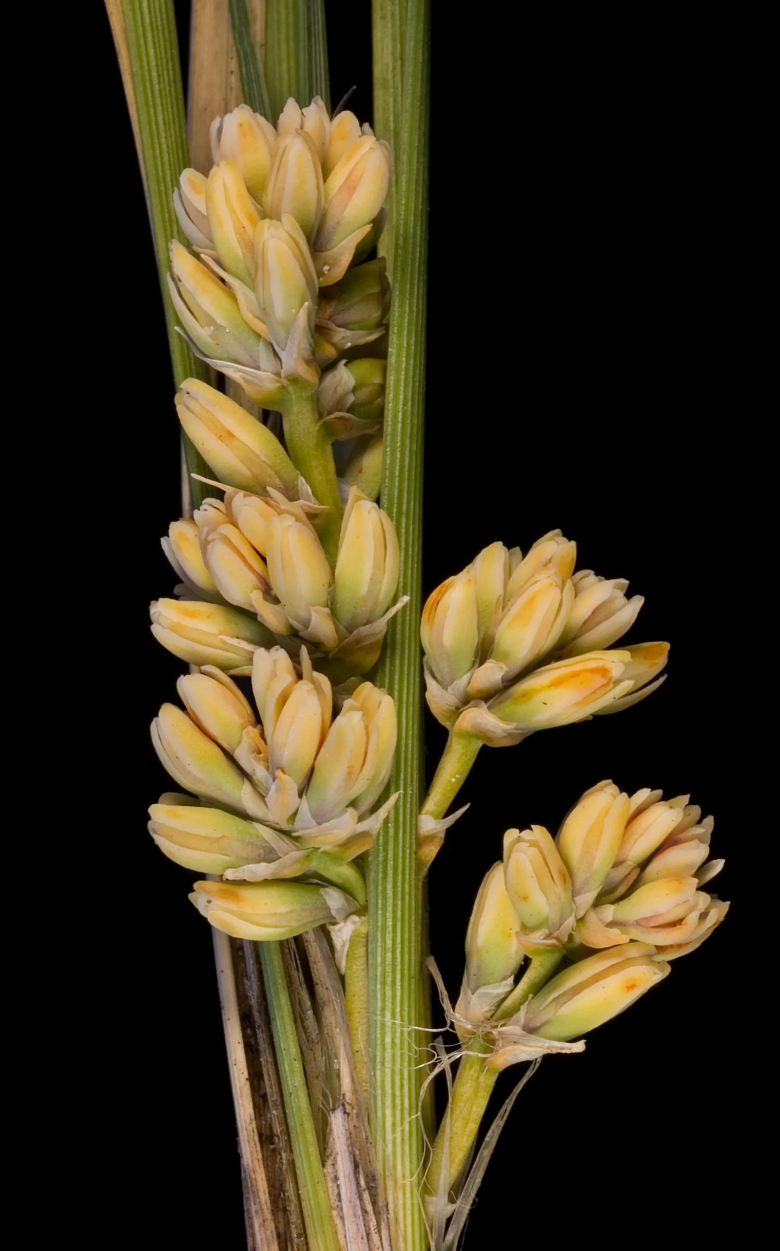 Lomandra (Lomandra Longifolia) — Its durability also makes it suitable for high-traffic areas