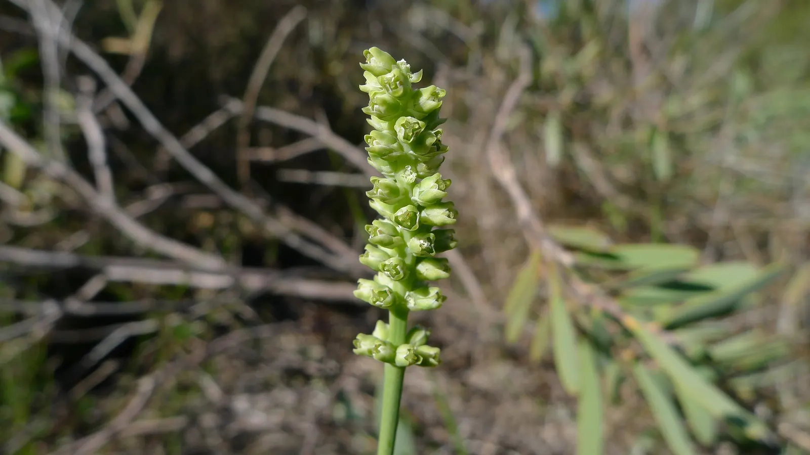 Lomandra (Lomandra Longifolia) — Lomandra longifolia, commonly called Spiny-head Mat-rush, is an evergreen perennial native to Australia; commonly, image 47