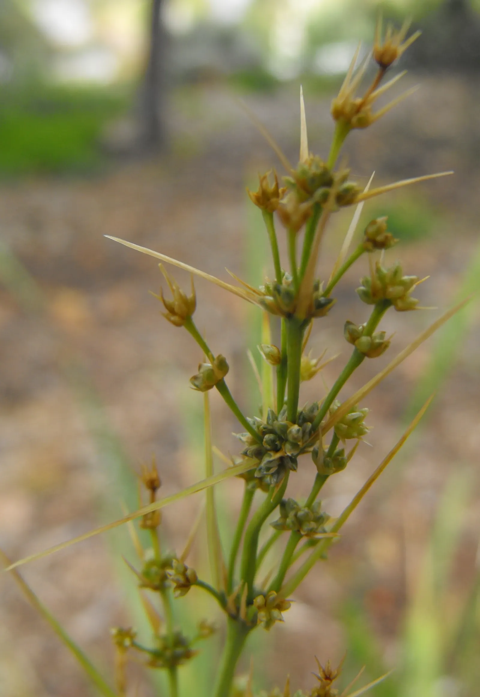 Lomandra (Lomandra Longifolia) — grass-like appearance and resilience in diverse conditions; these plants are known for their low maintenance requirements