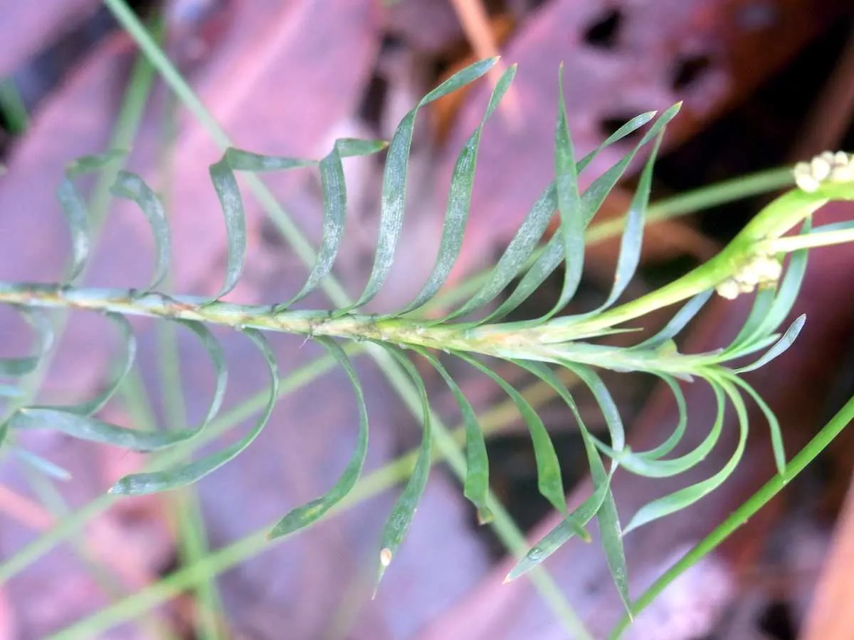 Lomandra (Lomandra Longifolia) — Its clumping form, reaching 2-3 feet in height and width, adds texture and resilience to a landscape design; and is an