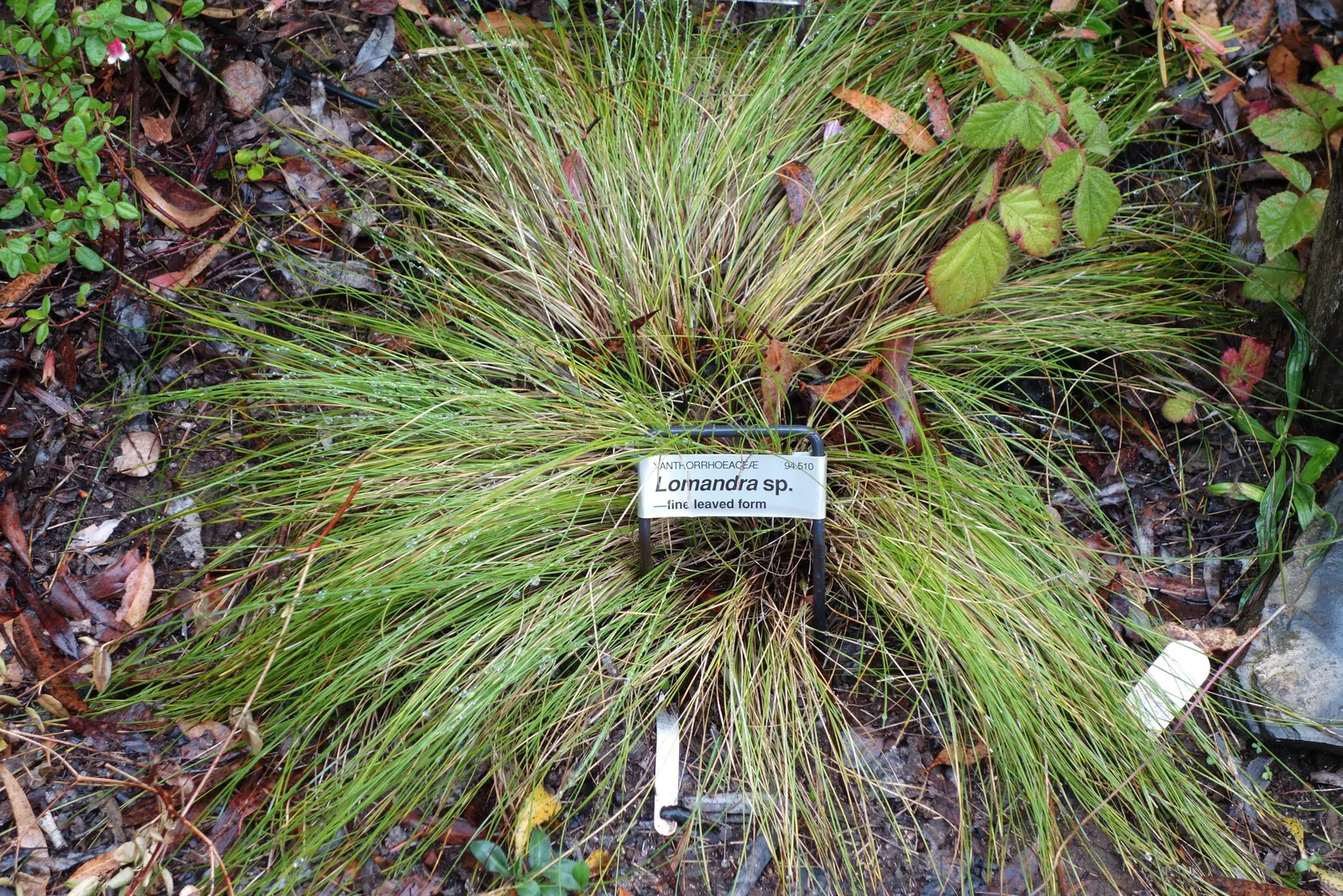Lomandra (Lomandra Longifolia) — Lomandra typically achieves a height and spread of around 3 feet; grass / perennial for full or half
