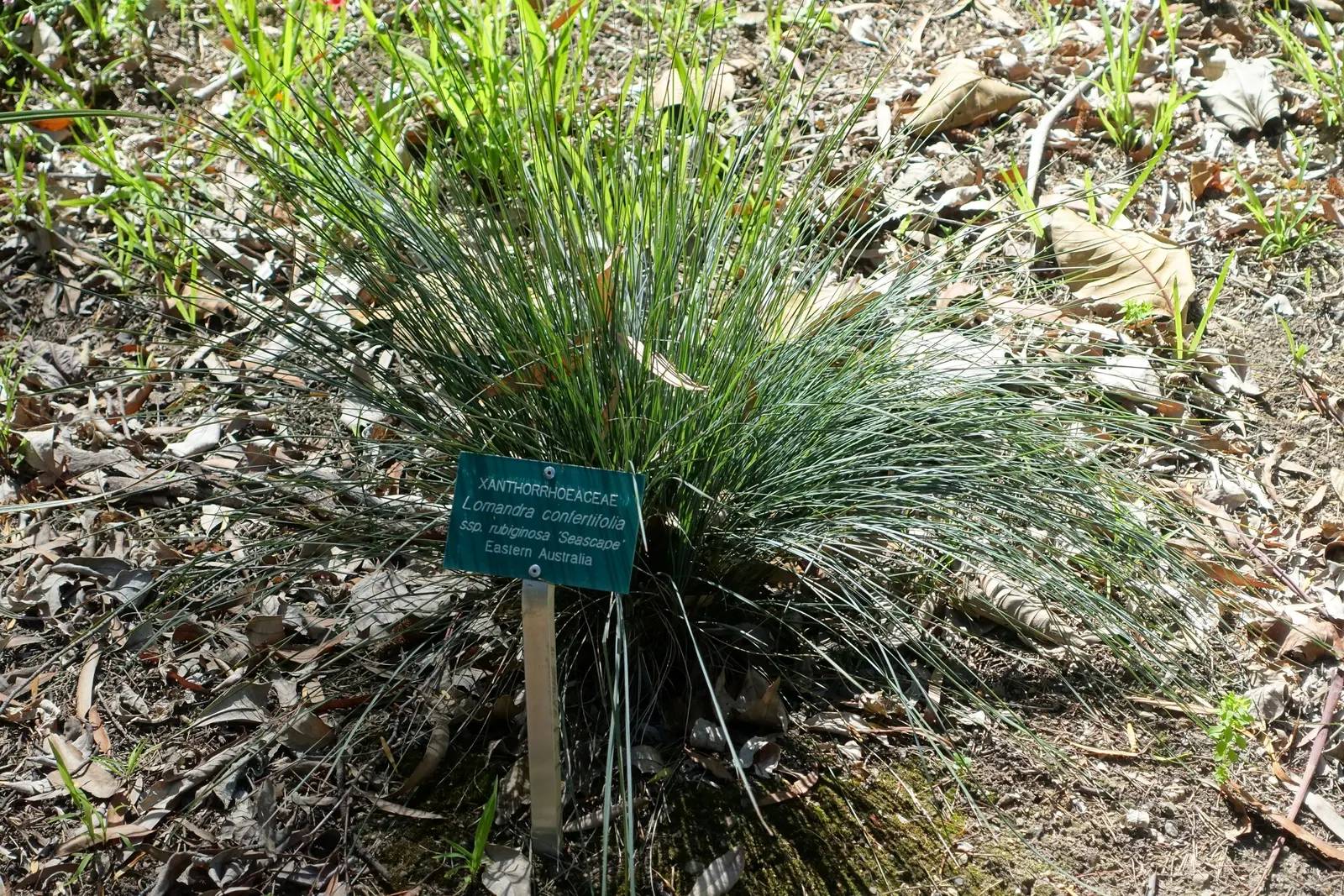 Lomandra (Lomandra Longifolia) — evergreen plant native to Australia; which can reach up to 39 inches in length