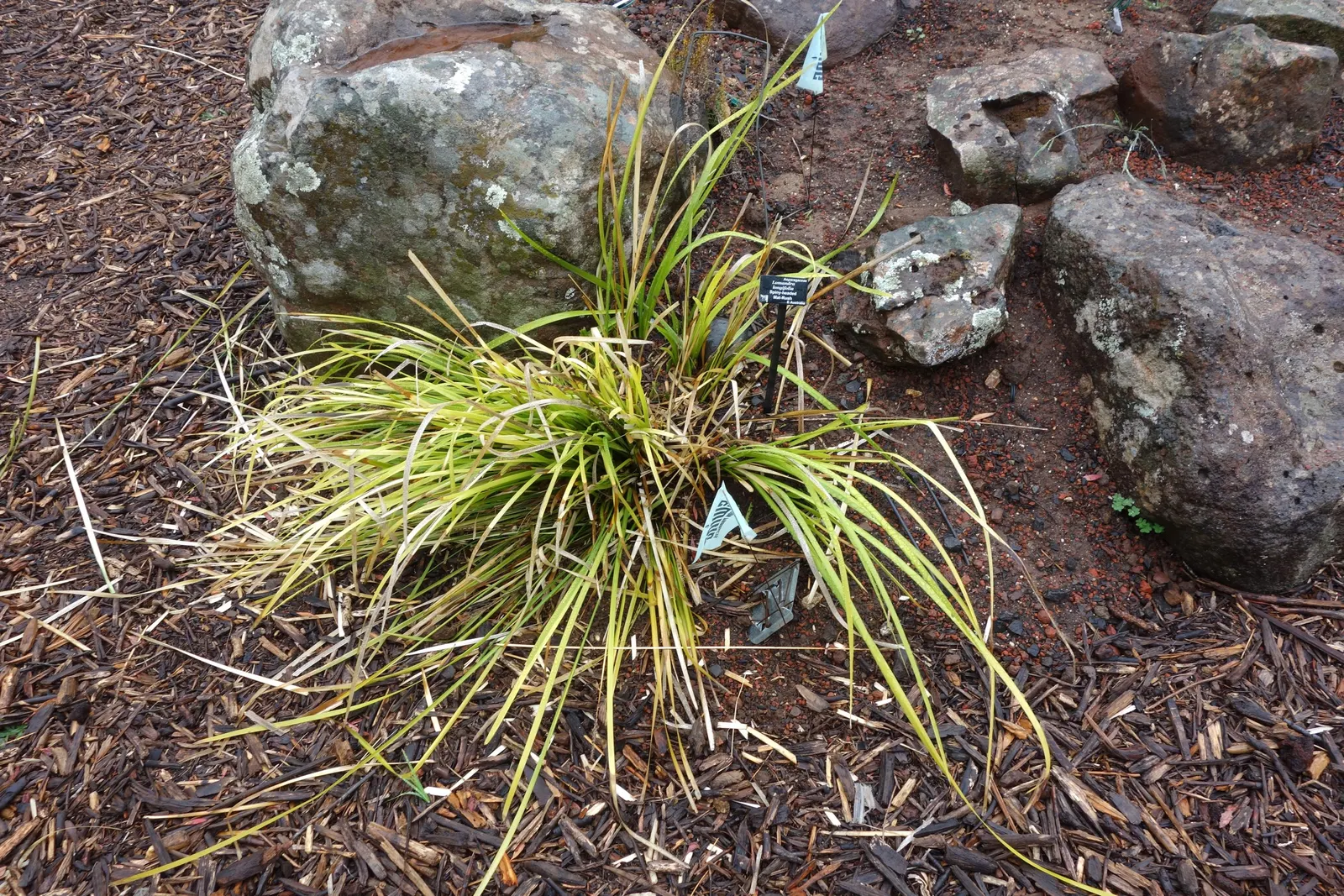 Lomandra (Lomandra Longifolia) — which can reach up to 39 inches in length; lomandras are remarkably drought resistant once established and can handle