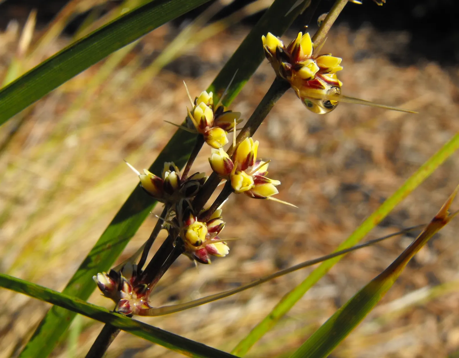 Lomandra (Lomandra Longifolia) — strap-like leaves of Lomandra longifolia; lomandra typically achieves a height and spread of around 3 feet