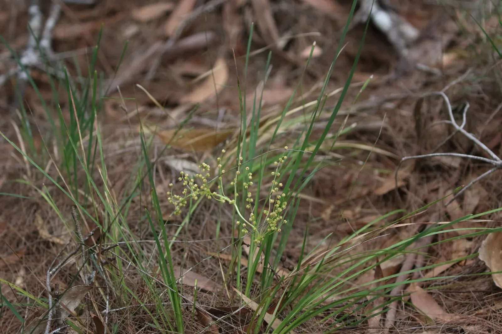Lomandra (Lomandra Longifolia) — Though these inflorescences are not the main attraction; its durability also makes it suitable for high-traffic areas