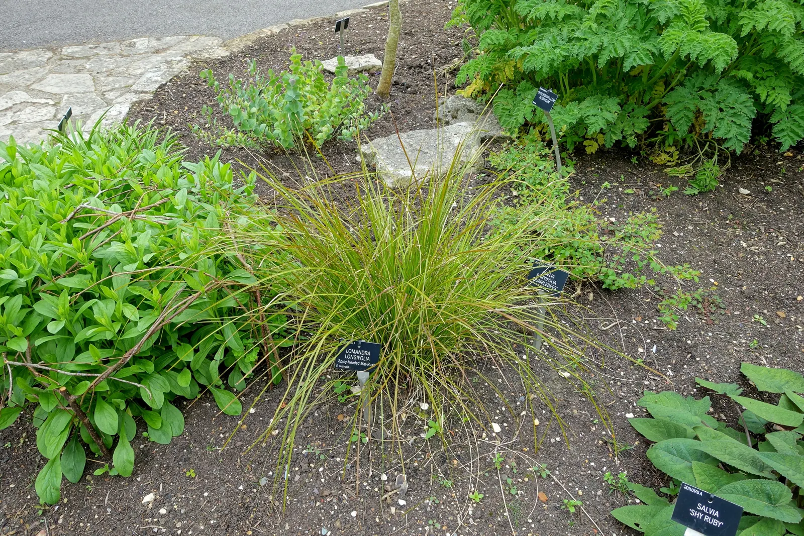 Lomandra (Lomandra Longifolia) — Spring brings forth small, yellow, and cream flower spikes that are subtly fragrant, image 35