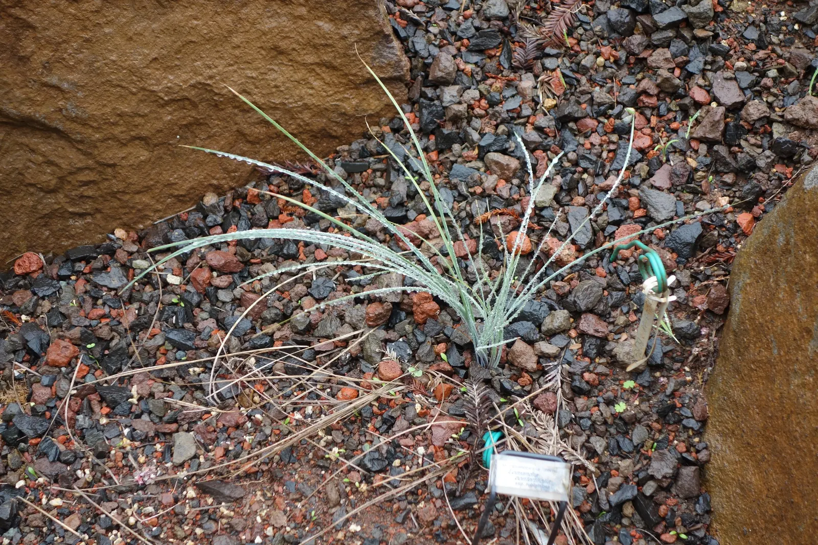 Lomandra (Lomandra Longifolia) — adding to its ornamental value; evergreen plant native to Australia