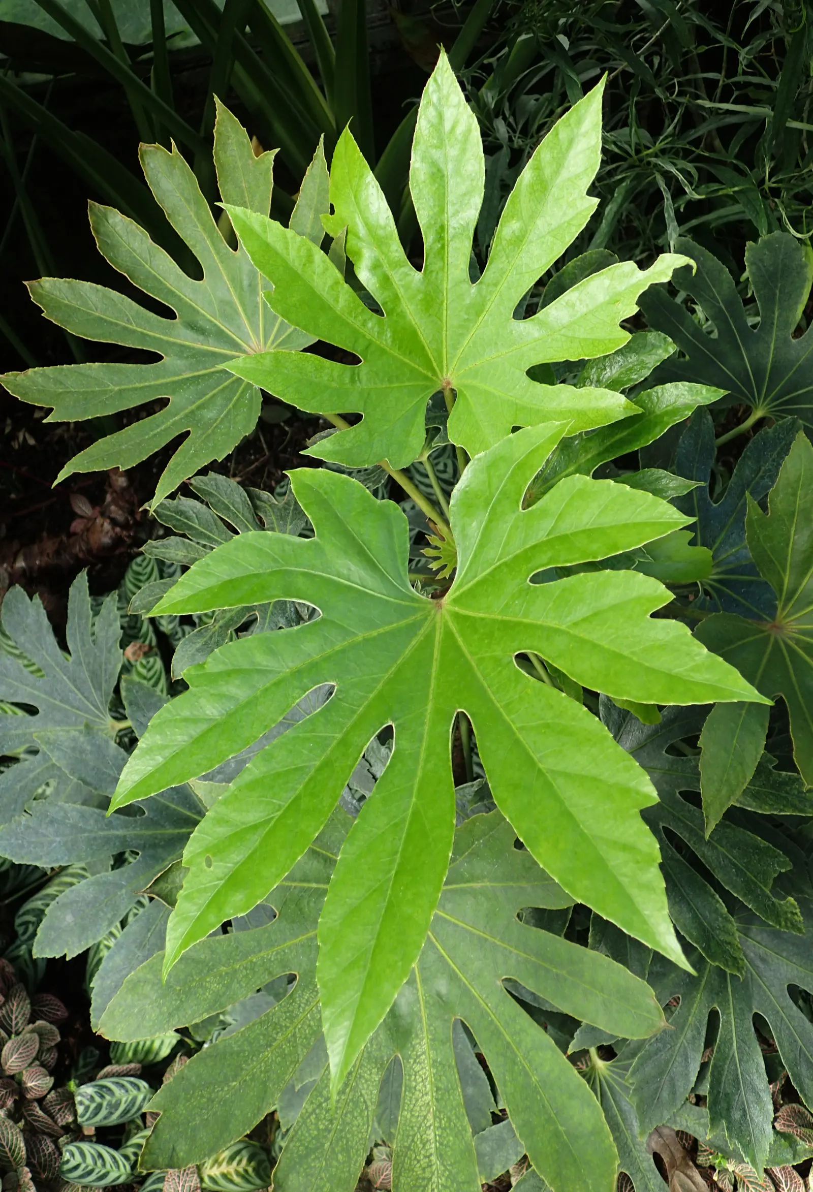 Variegated Japanese Aralia (Fatsia 'Spider's Web') — palmate leaves with a distinctive web-like white pattern