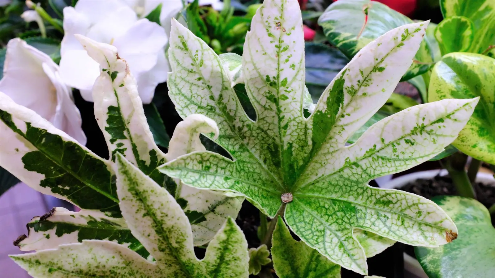Variegated Japanese Aralia (Fatsia 'Spider's Web') — This evergreen shrub thrives in partial to full shade, reaching 5 to 8 feet in height and spread