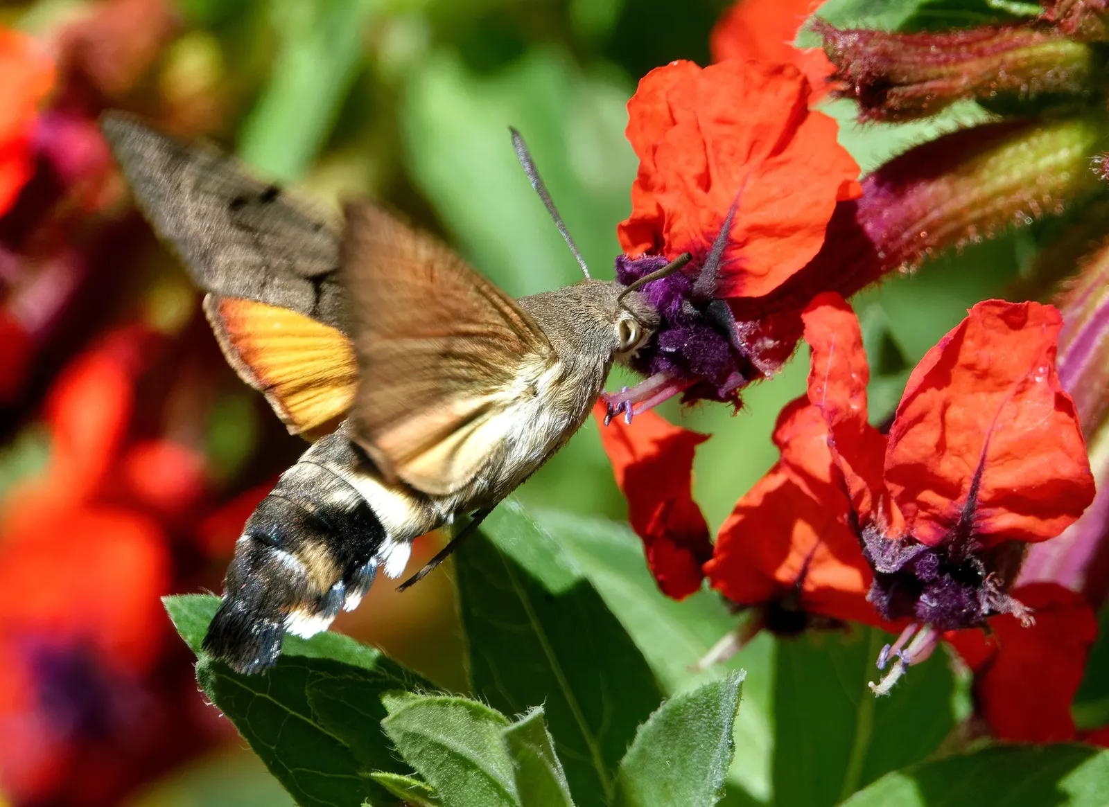 Bat Face Cuphea (Cuphea Llavea) — or as a whimsical accent in a mixed bed