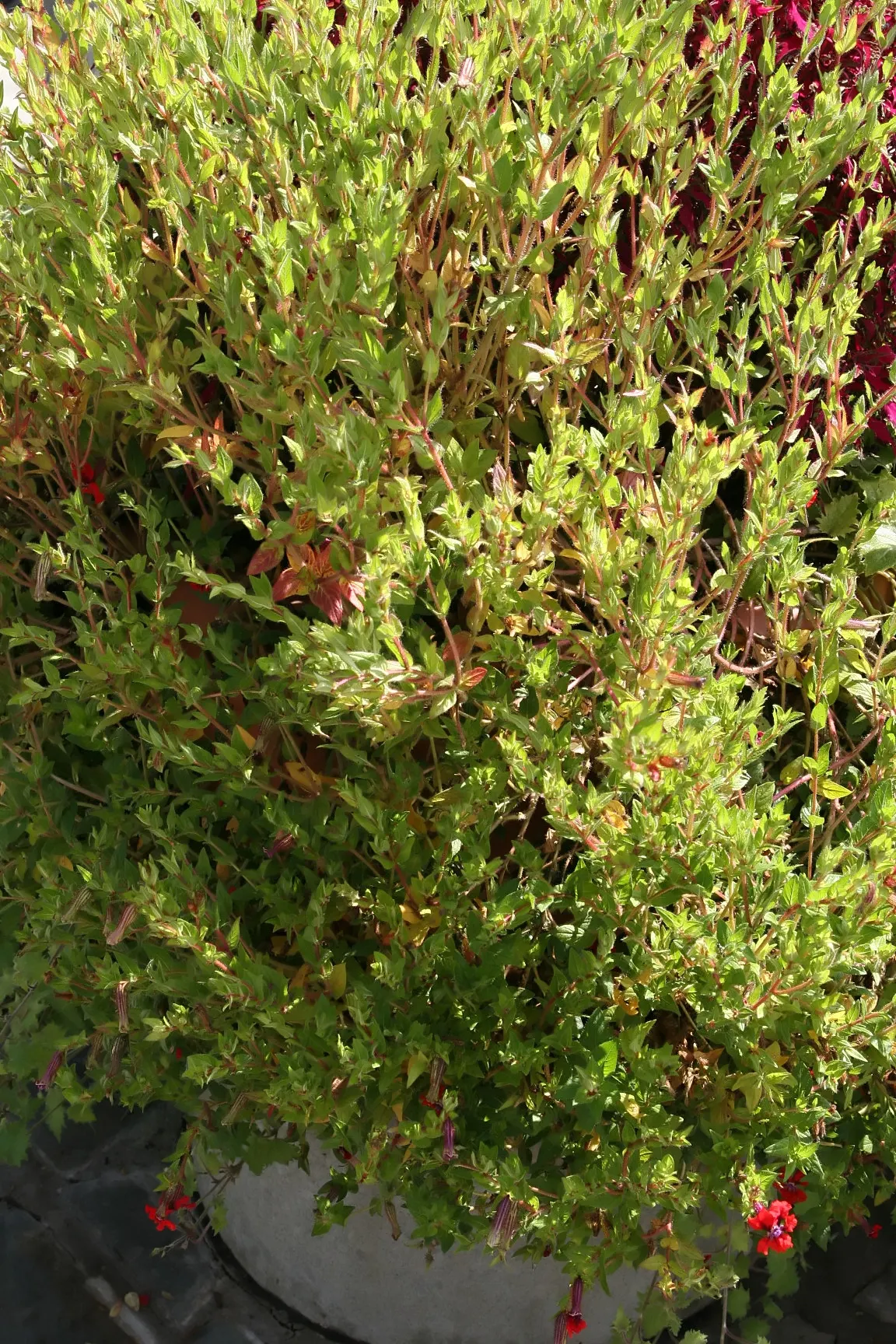 Bat Face Cuphea (Cuphea Llavea) — Their compact size and bushy growth habit make them an excellent choice for borders; showcasing tubular red flowers with