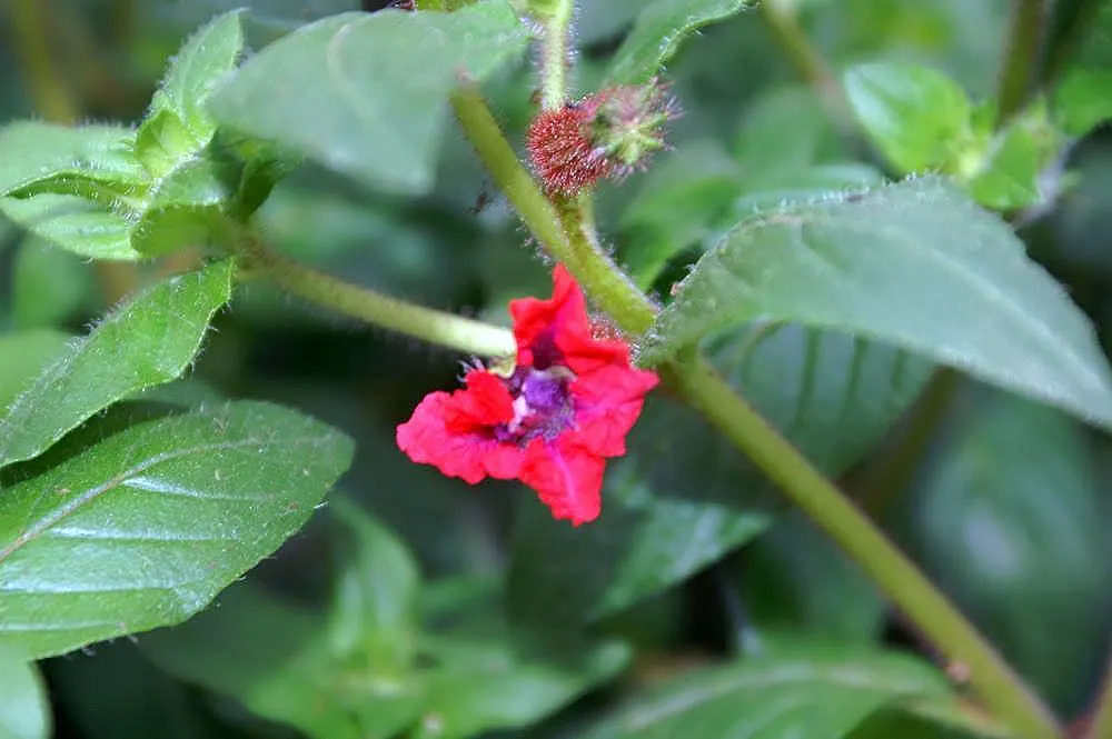 Bat Face Cuphea (Cuphea Llavea) — shrub with multi-colored and purple and red blooms