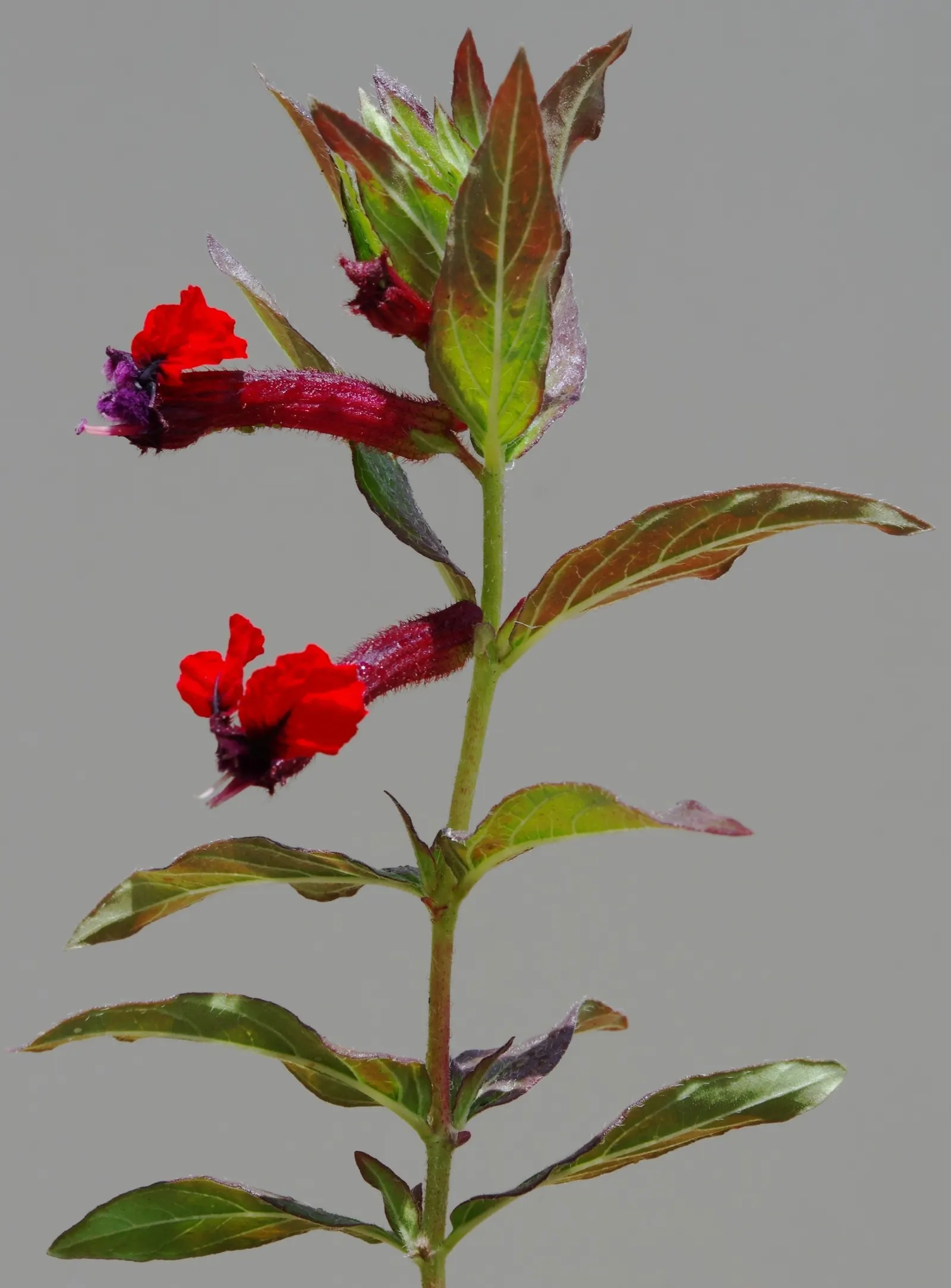 Bat Face Cuphea (Cuphea Llavea) — Attracts pollinators, adding ecological value to the garden; but it is also a magnet for pollinators