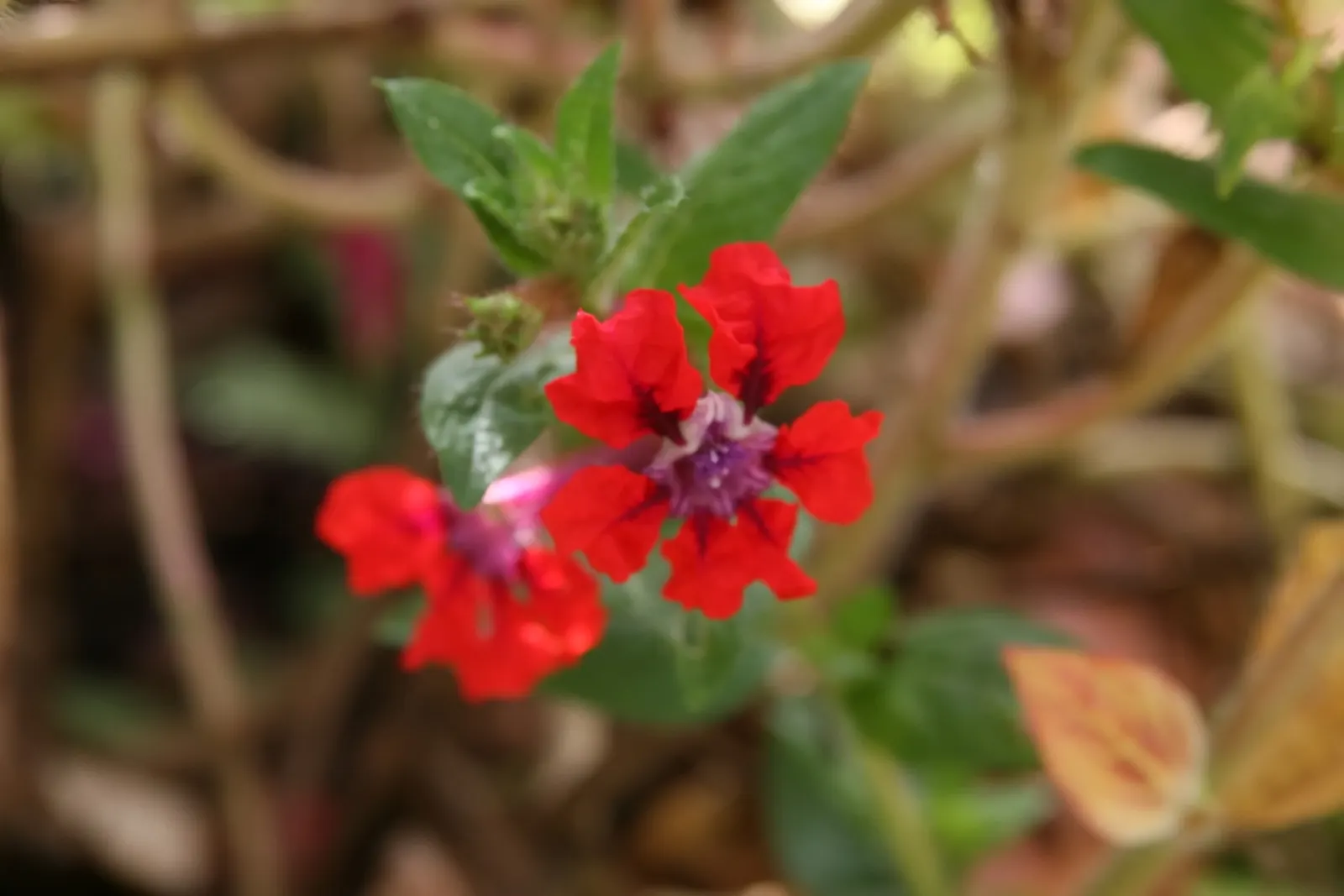 Bat Face Cuphea (Cuphea Llavea) — Drought-tolerant once established, it requires well-draining soil and occasional pruning to maintain shape; is a unique and