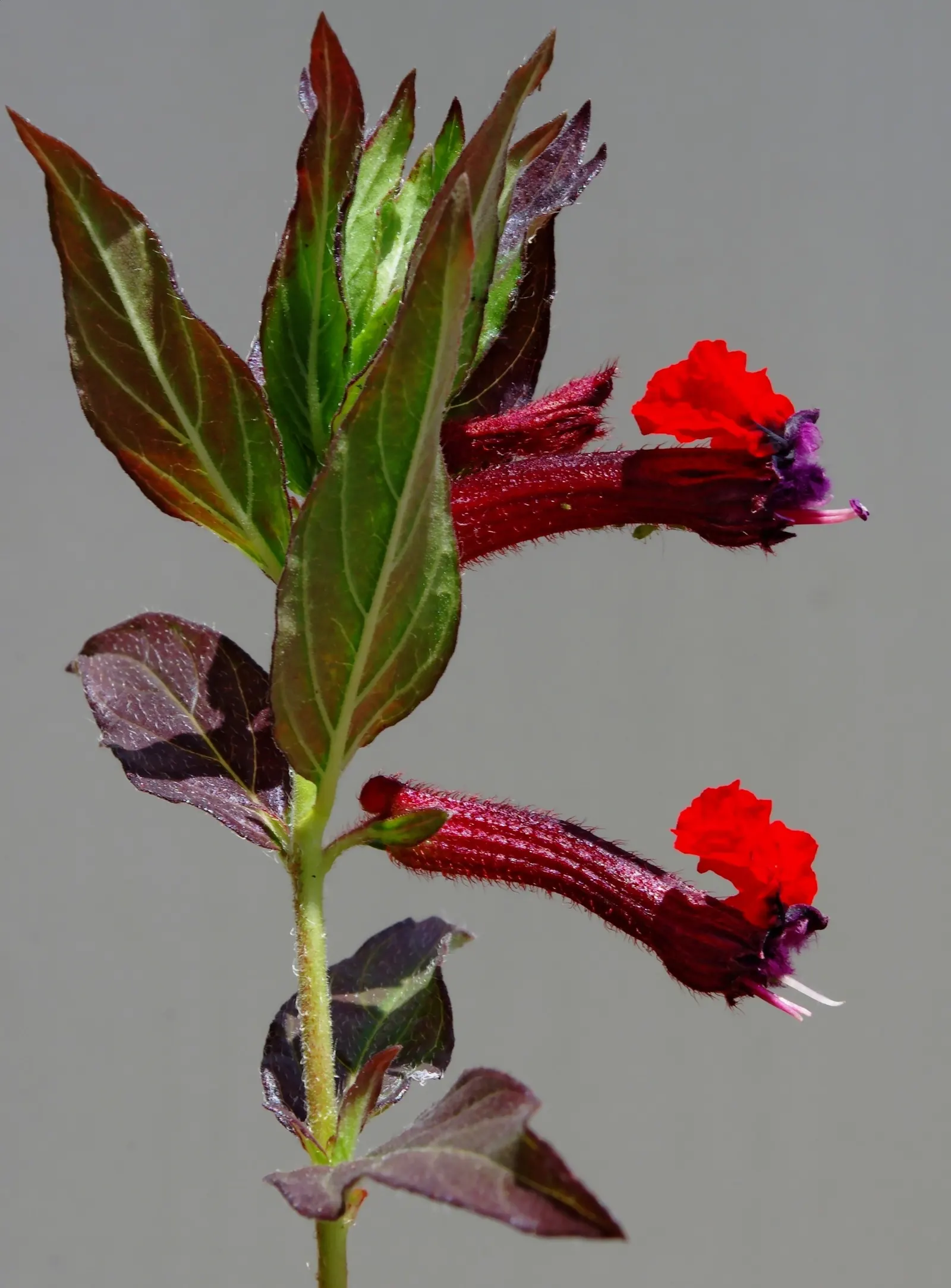 Bat Face Cuphea (Cuphea Llavea) — Compact growth reaches 18-24 inches tall and wide, ideal for borders or as a vibrant groundcover; bat Face Cuphea (Cuphea
