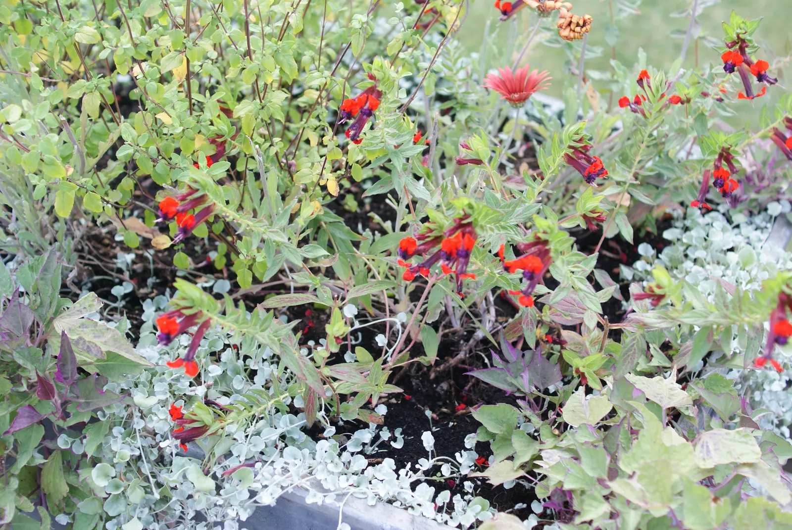 Bat Face Cuphea (Cuphea Llavea) — Their compact size and bushy growth habit make them an excellent choice for borders