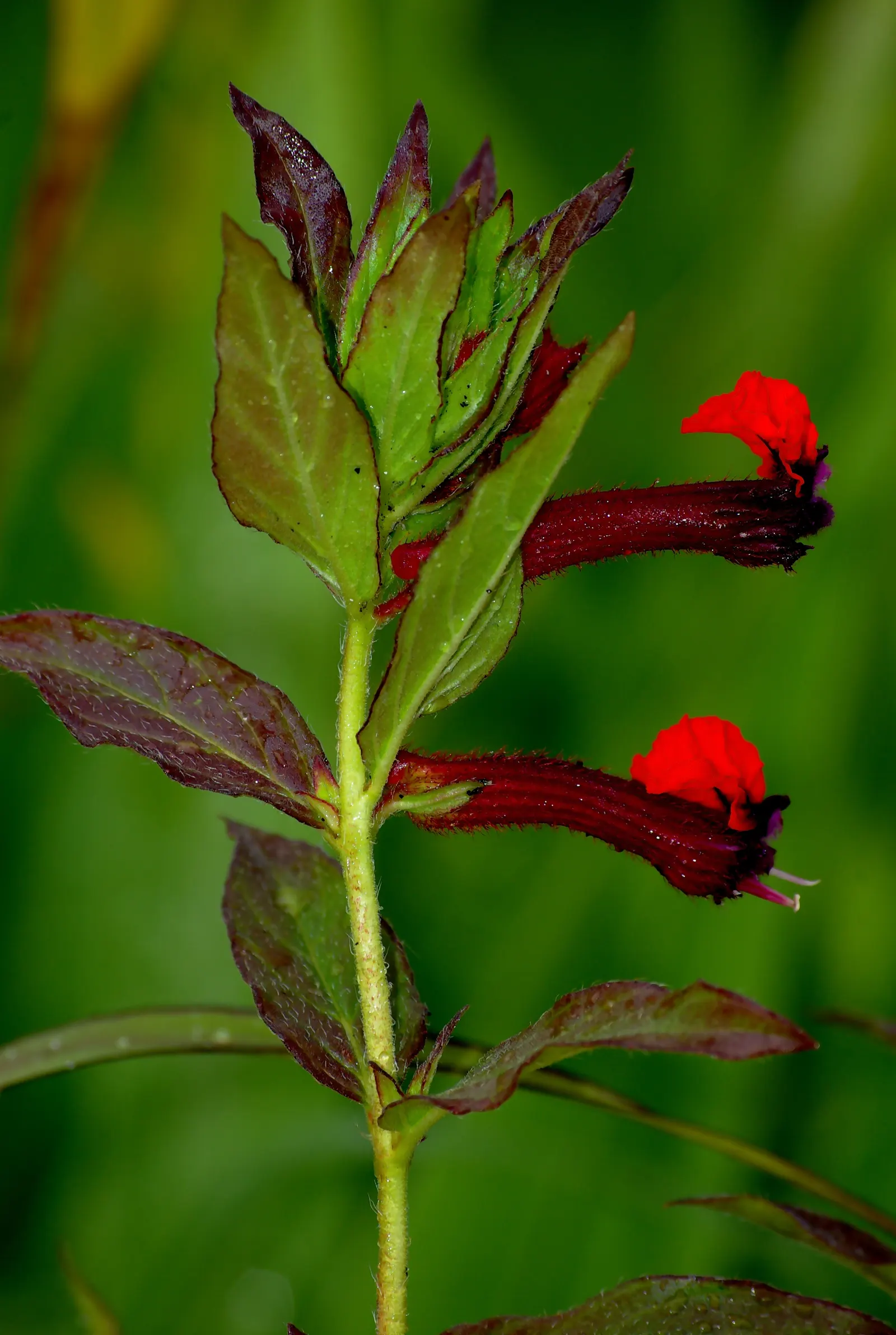 Bat Face Cuphea (Cuphea Llavea) — Thriving in USDA zones 8-10, it flourishes in full sun to partial shade; providing a long-lasting display of vibrant color