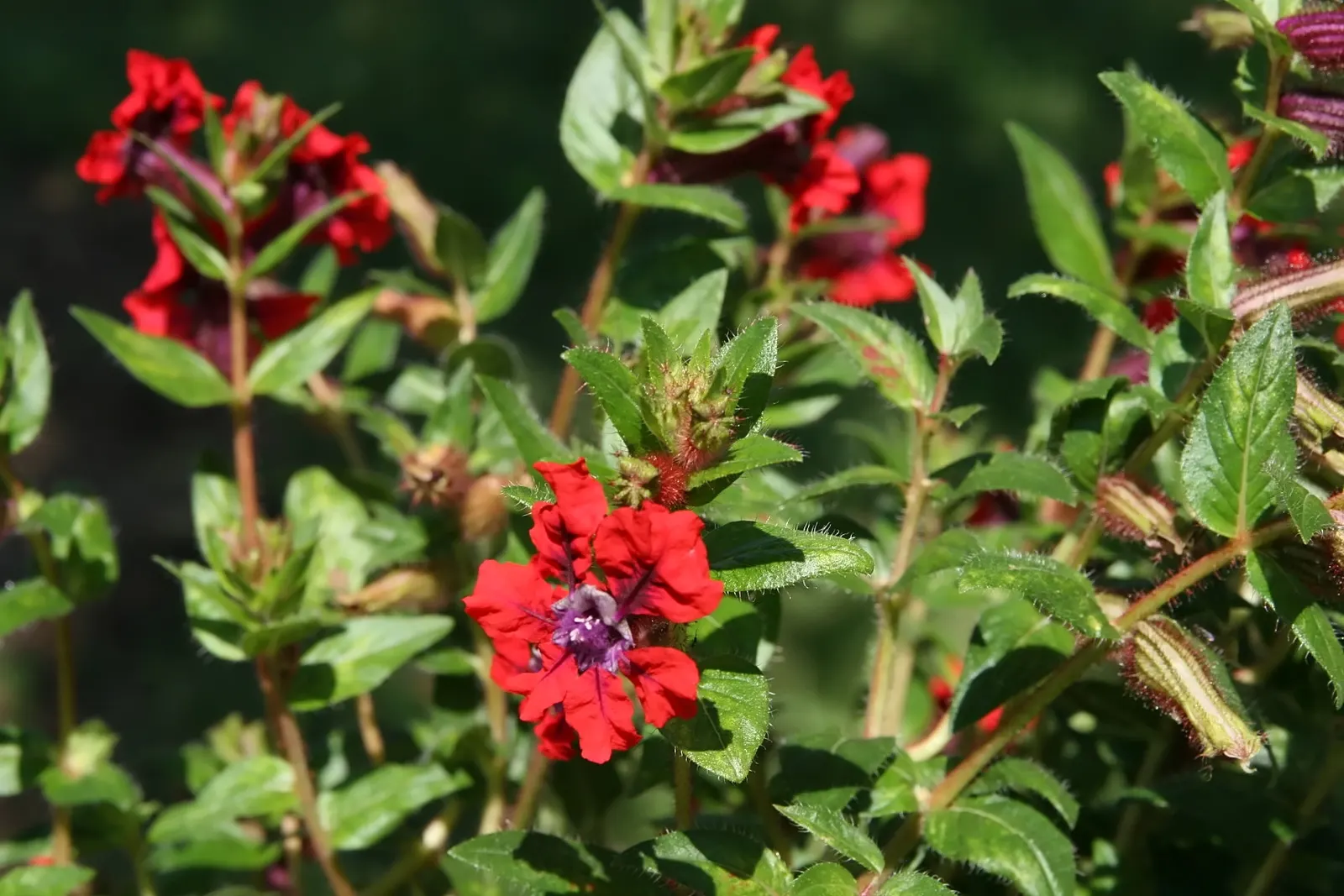 Bat Face Cuphea (Cuphea Llavea) — scientifically known as Cuphea llavea; multi-colored and purple and red flowers in the garden