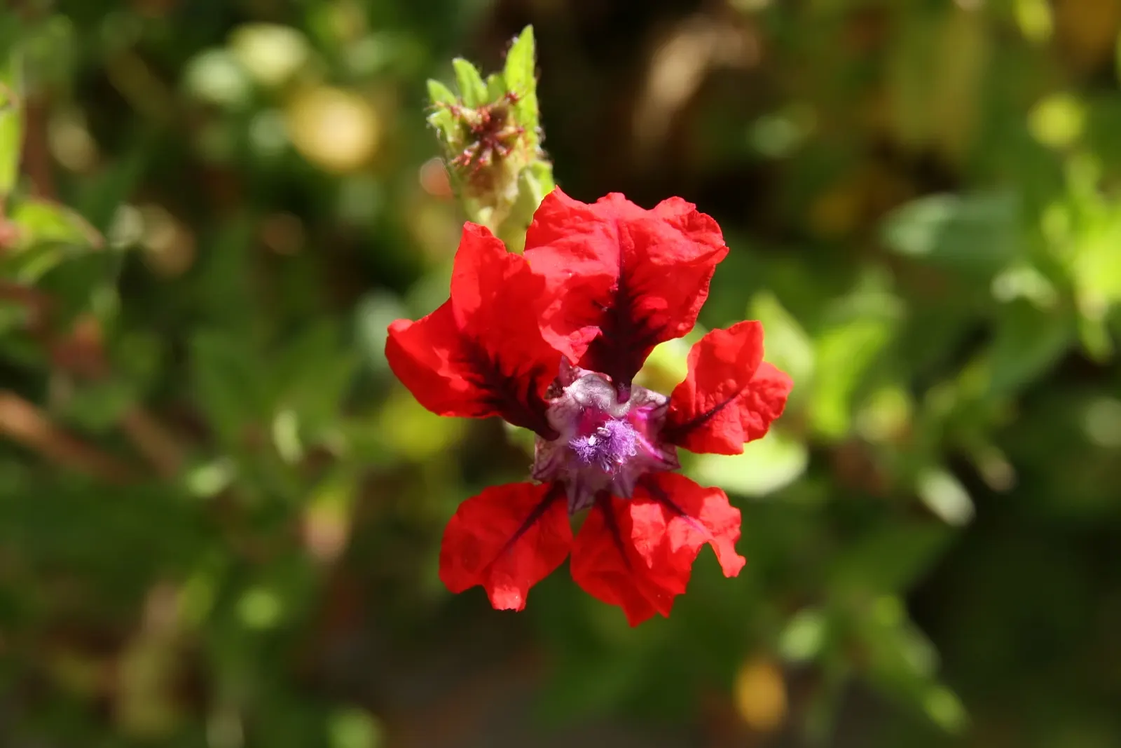 Bat Face Cuphea (Cuphea Llavea) — showcasing tubular red flowers with purple calyxes resembling bat faces; their compact size and bushy growth habit make them