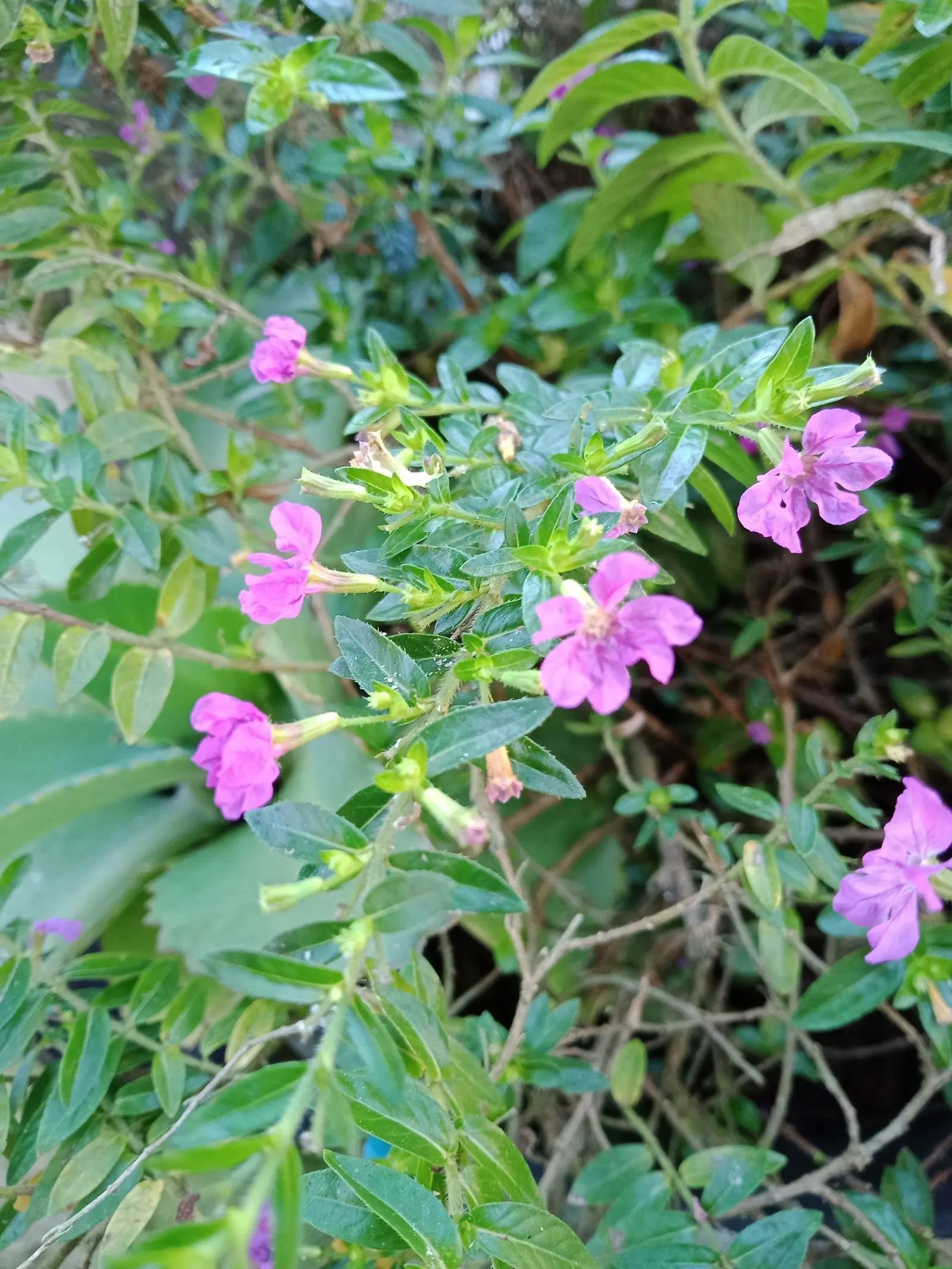 Bat Face Cuphea (Cuphea Llavea) — Attracts pollinators, adding ecological value to the garden