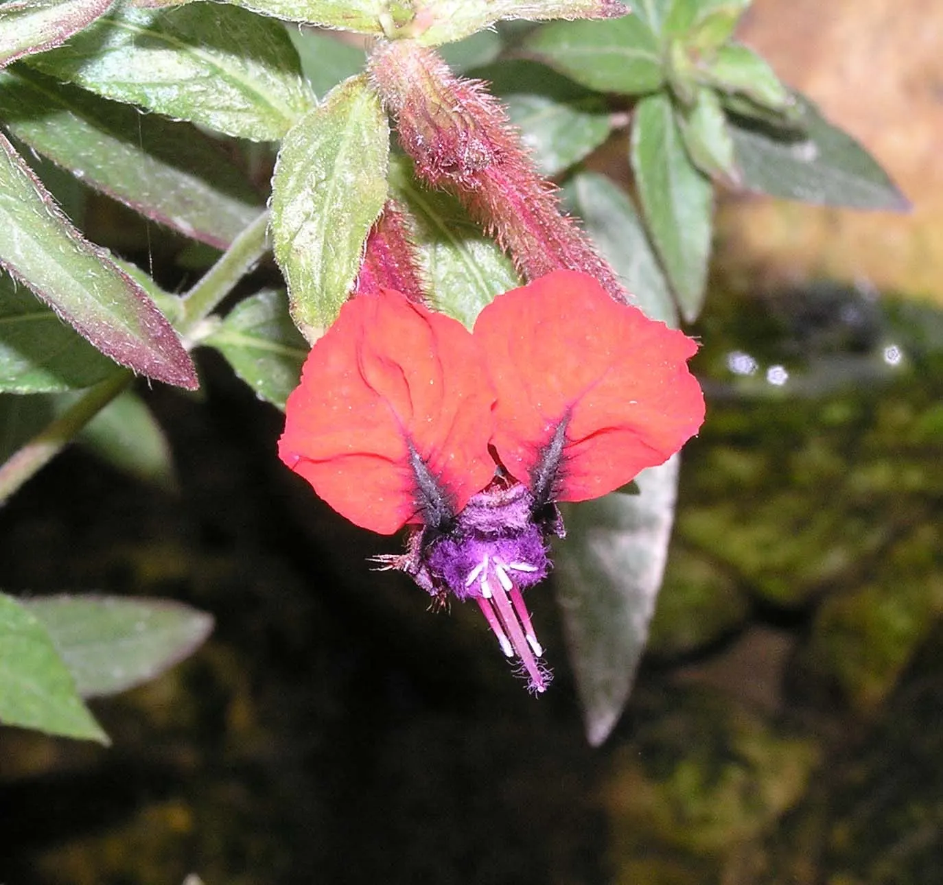 Bat Face Cuphea (Cuphea Llavea) — is a unique and charismatic perennial that presents a playful addition to any landscape design; drought-tolerant once