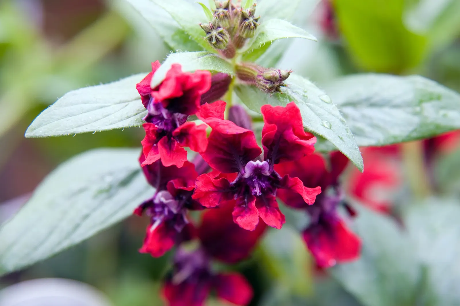 Bat Face Cuphea (Cuphea Llavea) — Bat Face Cuphea (Cuphea llavea) is an eye-catching perennial; compact growth reaches 18-24 inches tall and wide, ideal for
